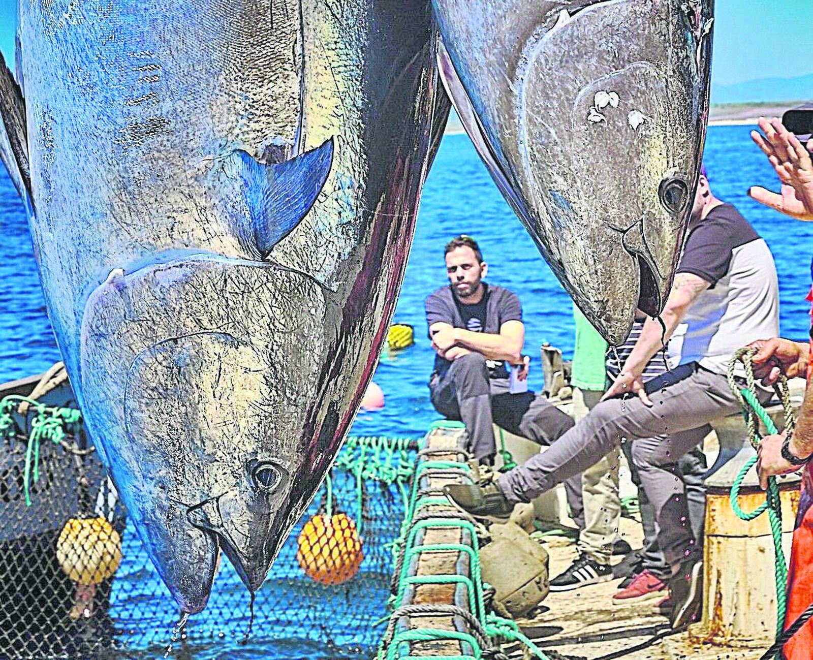 Levantá de atunes en una almadraba gaditana.