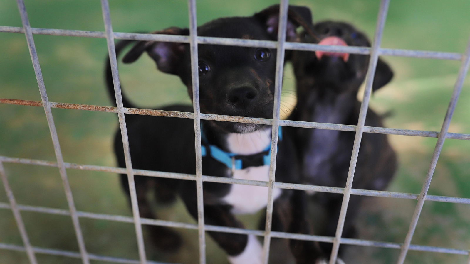 La protectora 'No me abandones' tiene 80 perros wue buscan un hogar