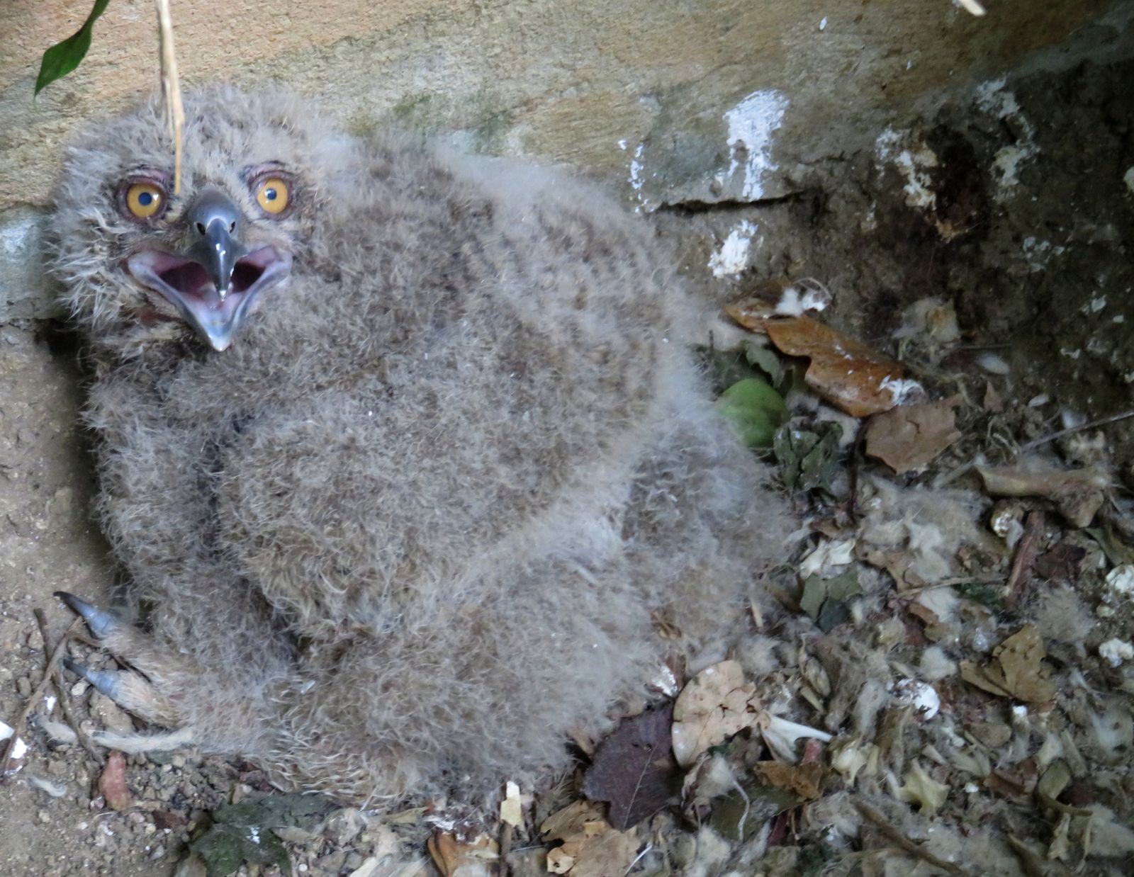 La cría de pollo de búho real nacida en el Zoobotánico de Jerez