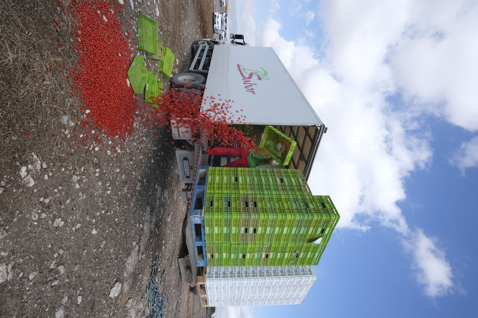 Fotogalería destrucción de pepinos en Almería