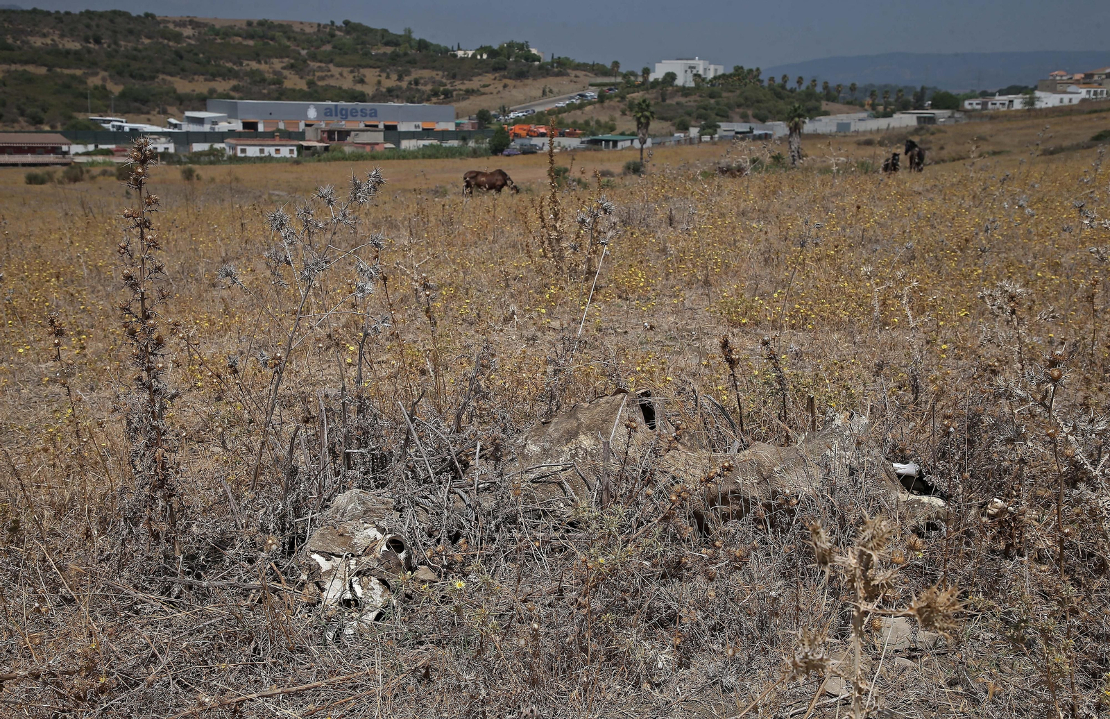 El cementerio ilegal de caballos de Algeciras, en imágenes