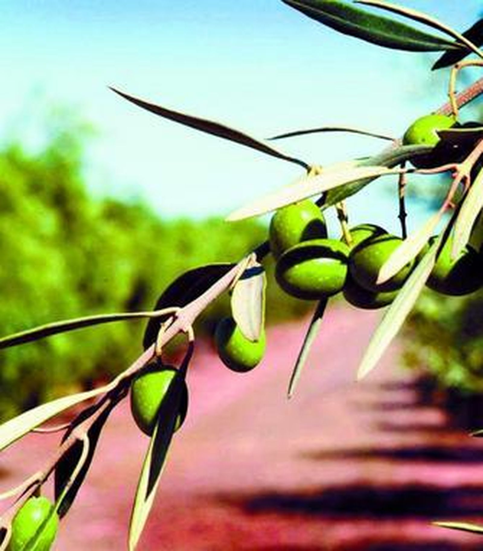 El aceite de oliva, una fuente de salud de tradición milenaria