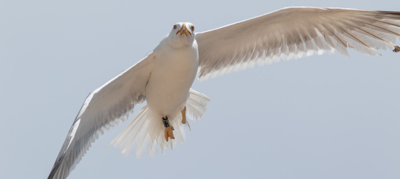 Los daños de la pesca recreativa irresponsable en las aves marinas, en fotos