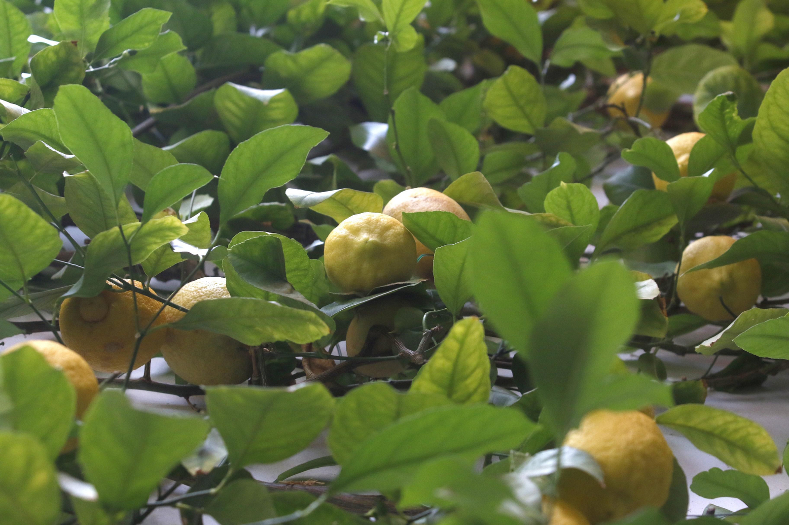 Ruta Alcázar Viejo de los Patios de Córdoba, en imágenes