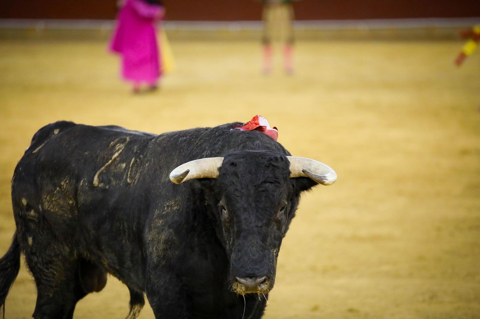 Imágenes de la corrida de toros en Roquetas de Mar