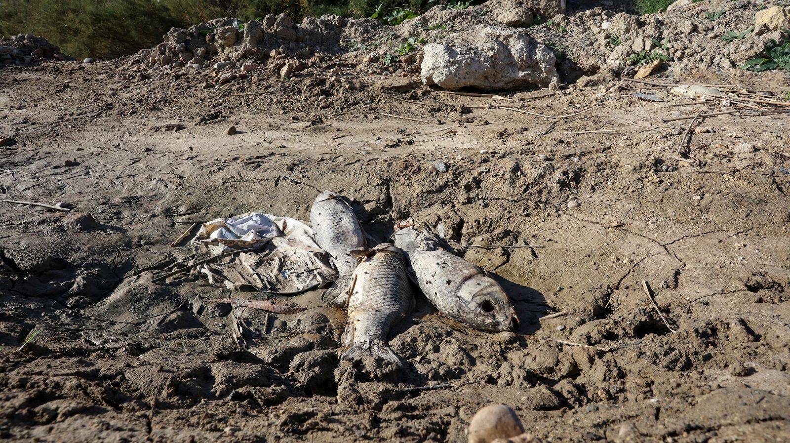 Abandono del río Guadalete a su paso por Jerez
