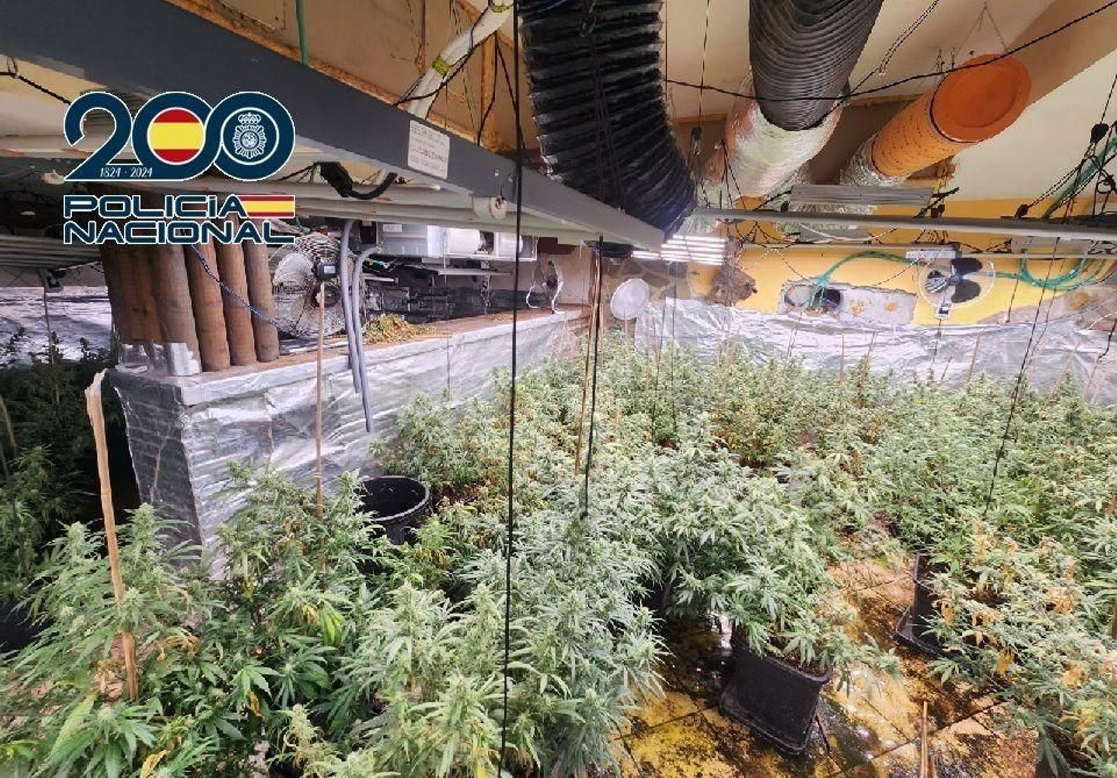 La plantación de marihuana localizada por la Policía Nacional en Coín.