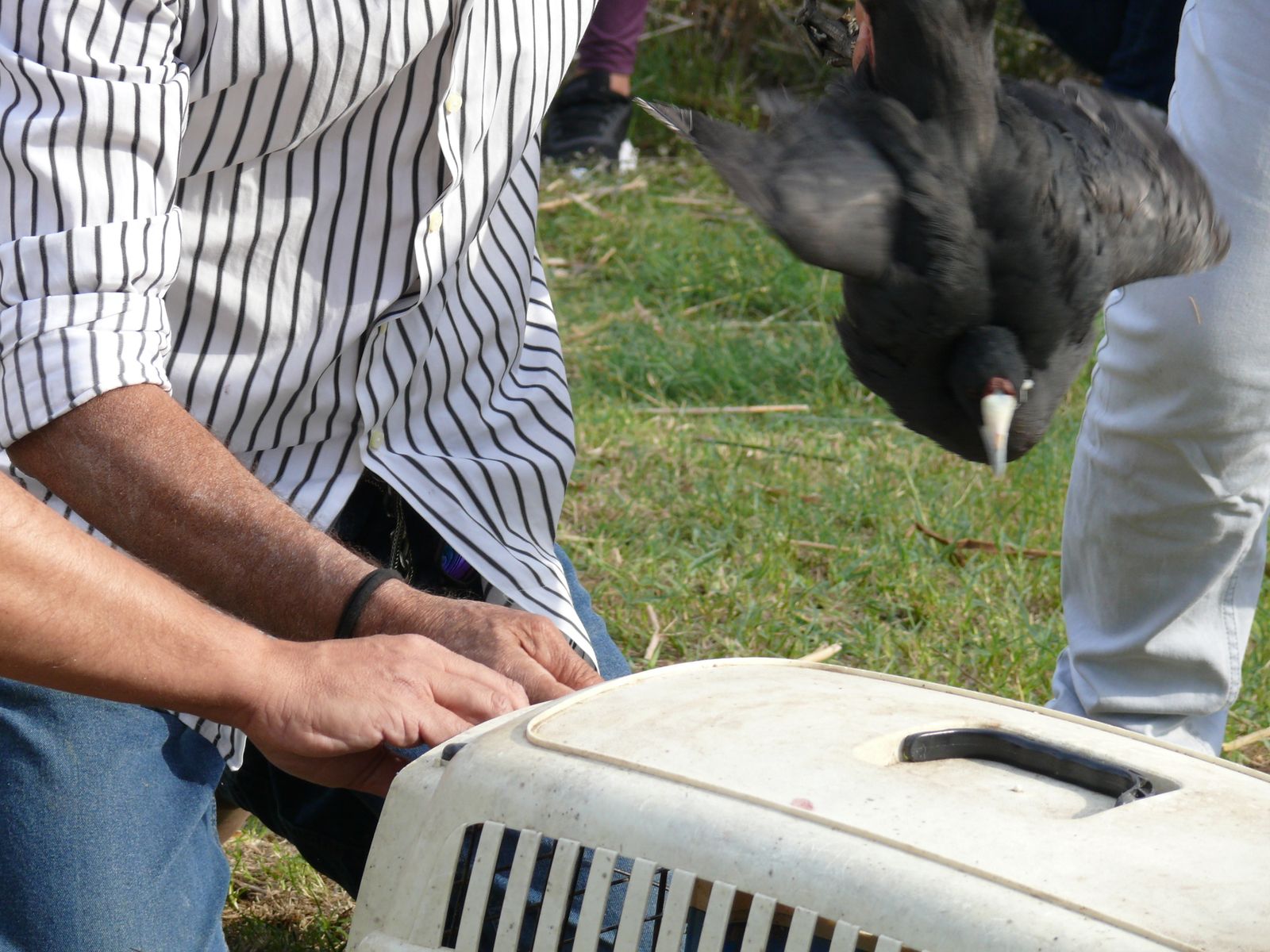 Las imágenes de la suelta de fochas cornudas y porrones pardos