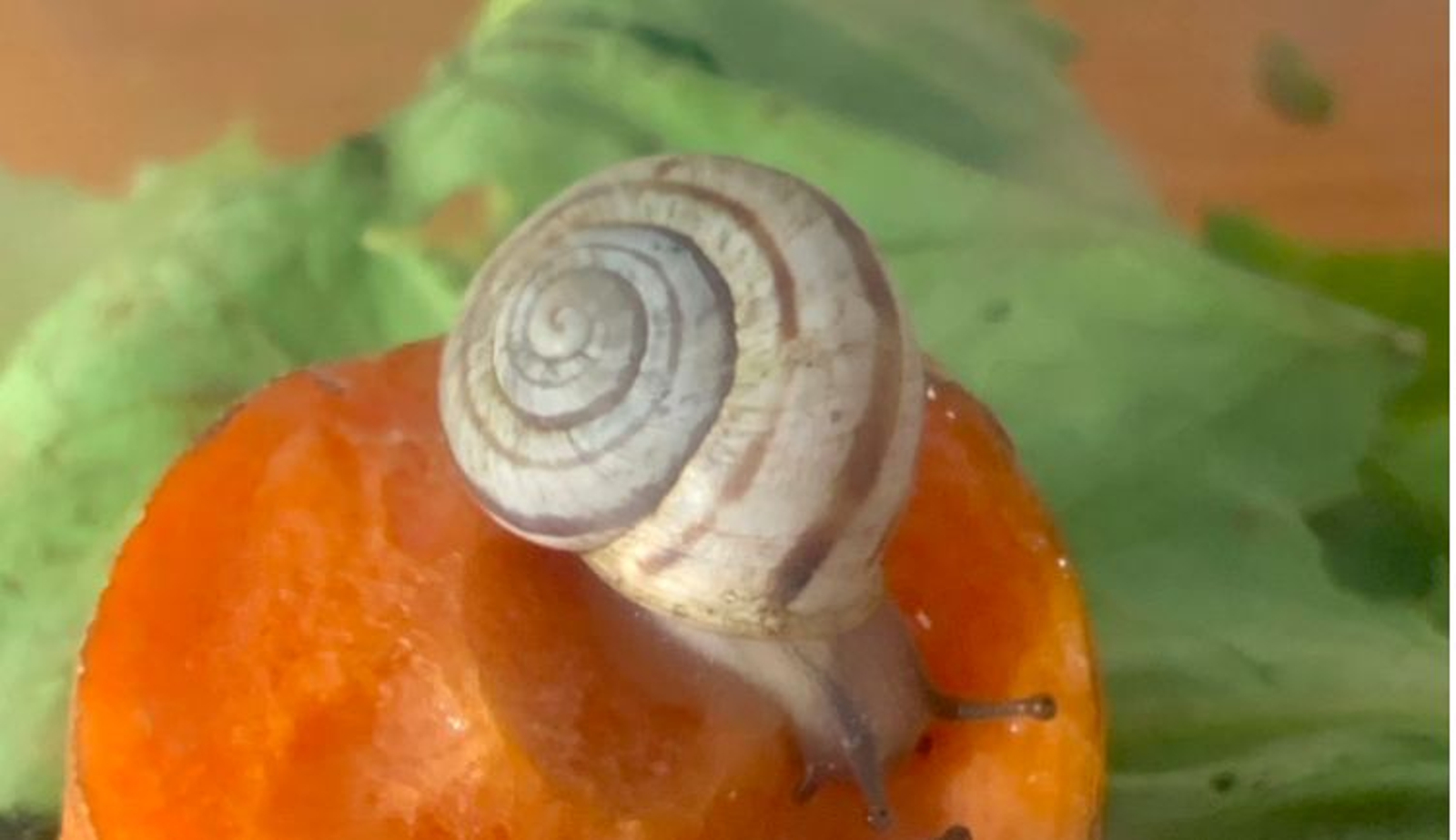 Un ejemplar de Rossmaessleria scherzeri