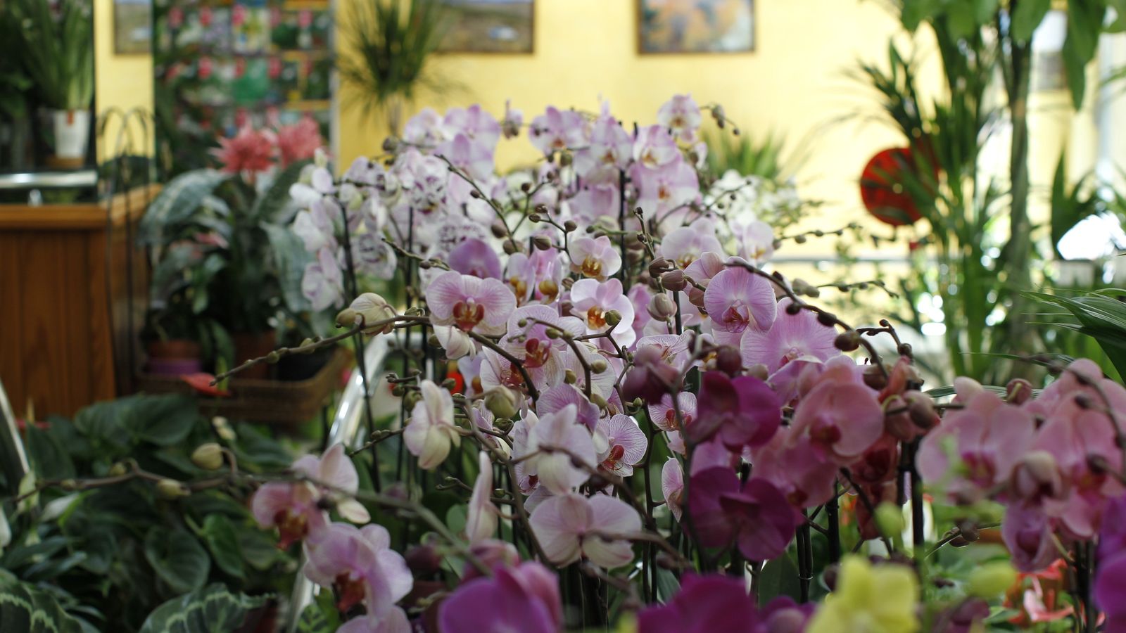 Suministros Tripiana es especialista en orquídeas.