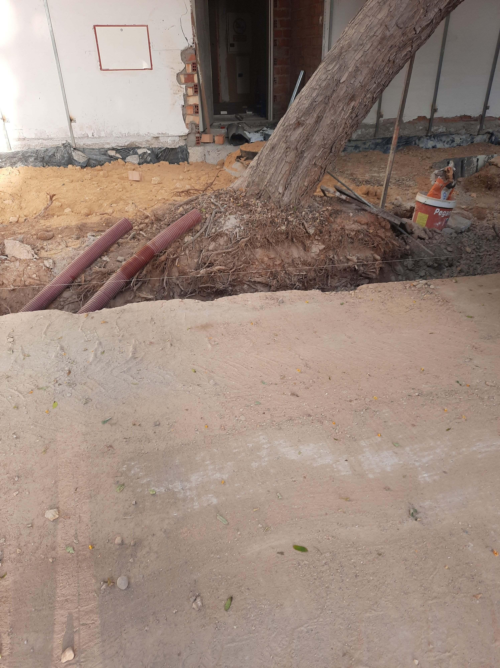 17 de julio de 2022. Antes de la tala. Árbol en la zanja abierta de Ramón Carande.