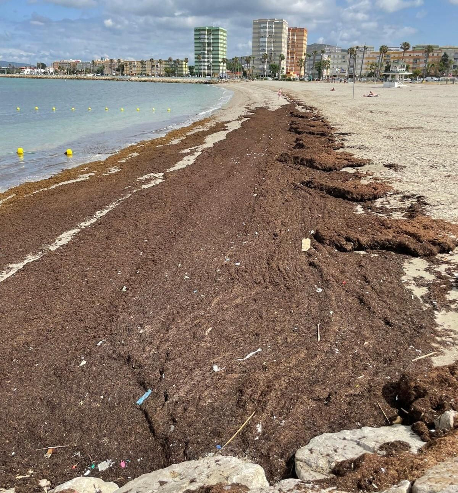Los arribazones de algas invasoras en la playa de Poniente, este lunes.