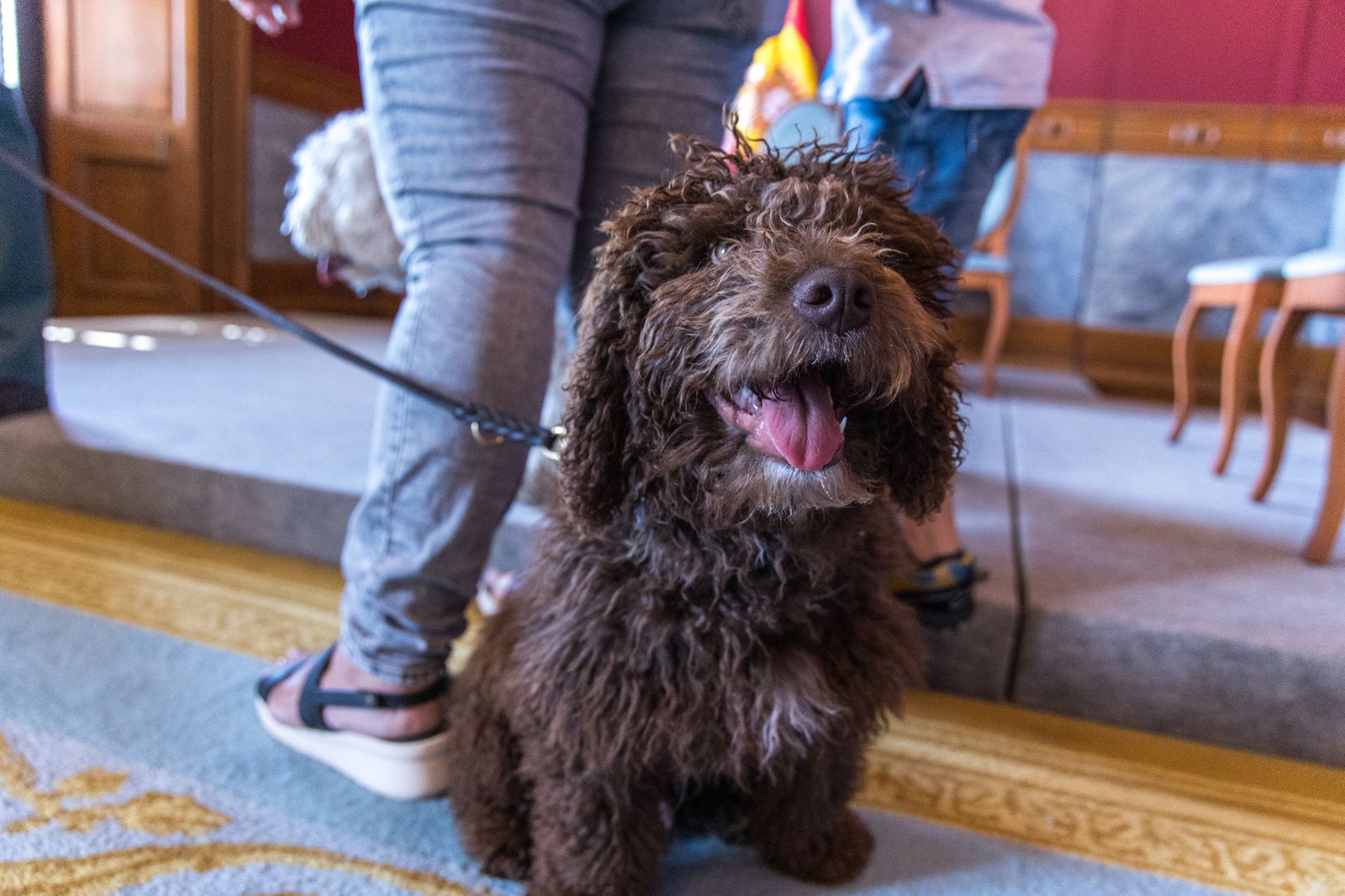 Las imágenes de la entrega del perro adiestrado Enzo a la Guardia Civil en San Fernando