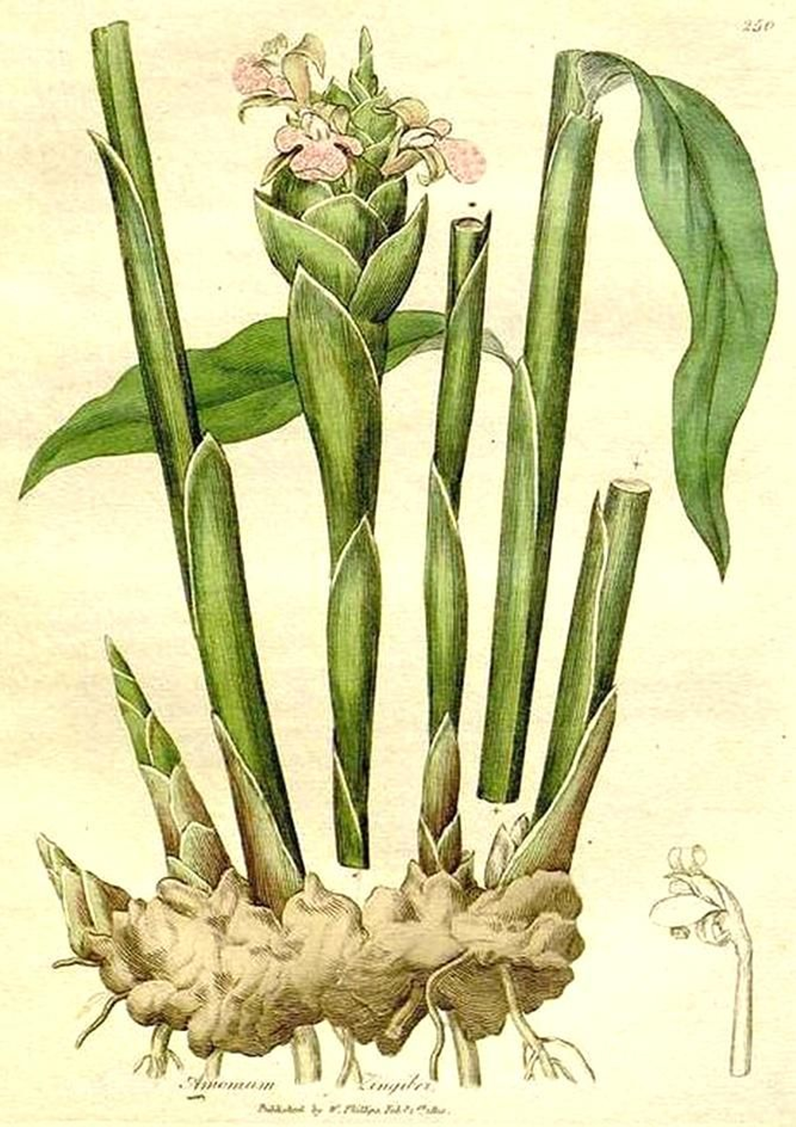 Planta del jengibre. Fuente: IAPH.