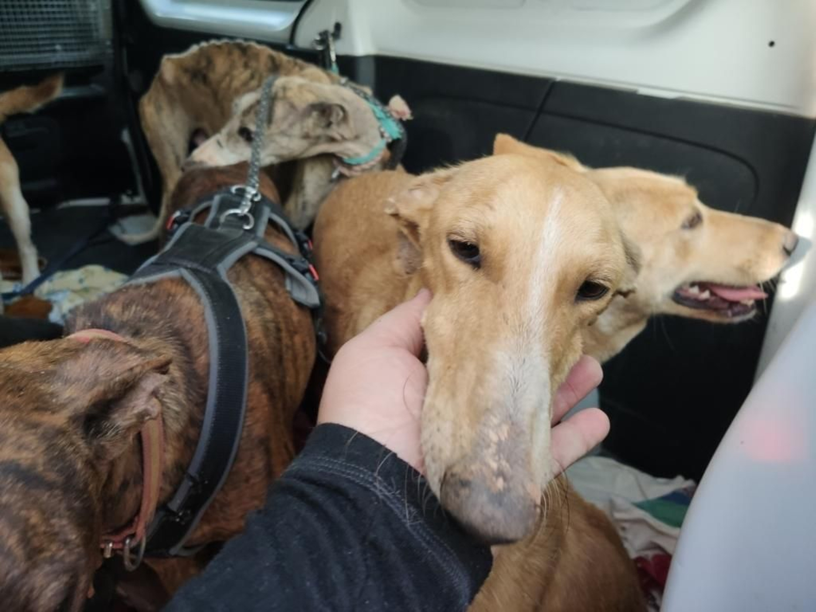 La 'finca de los horrores' donde se maltrataba a perros de caza en Cabra, en imágenes