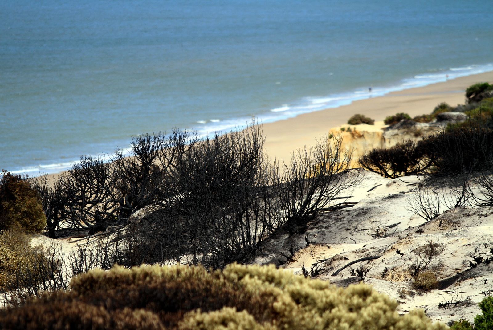 Imágenes de las consecuencias del incendio de Moguer