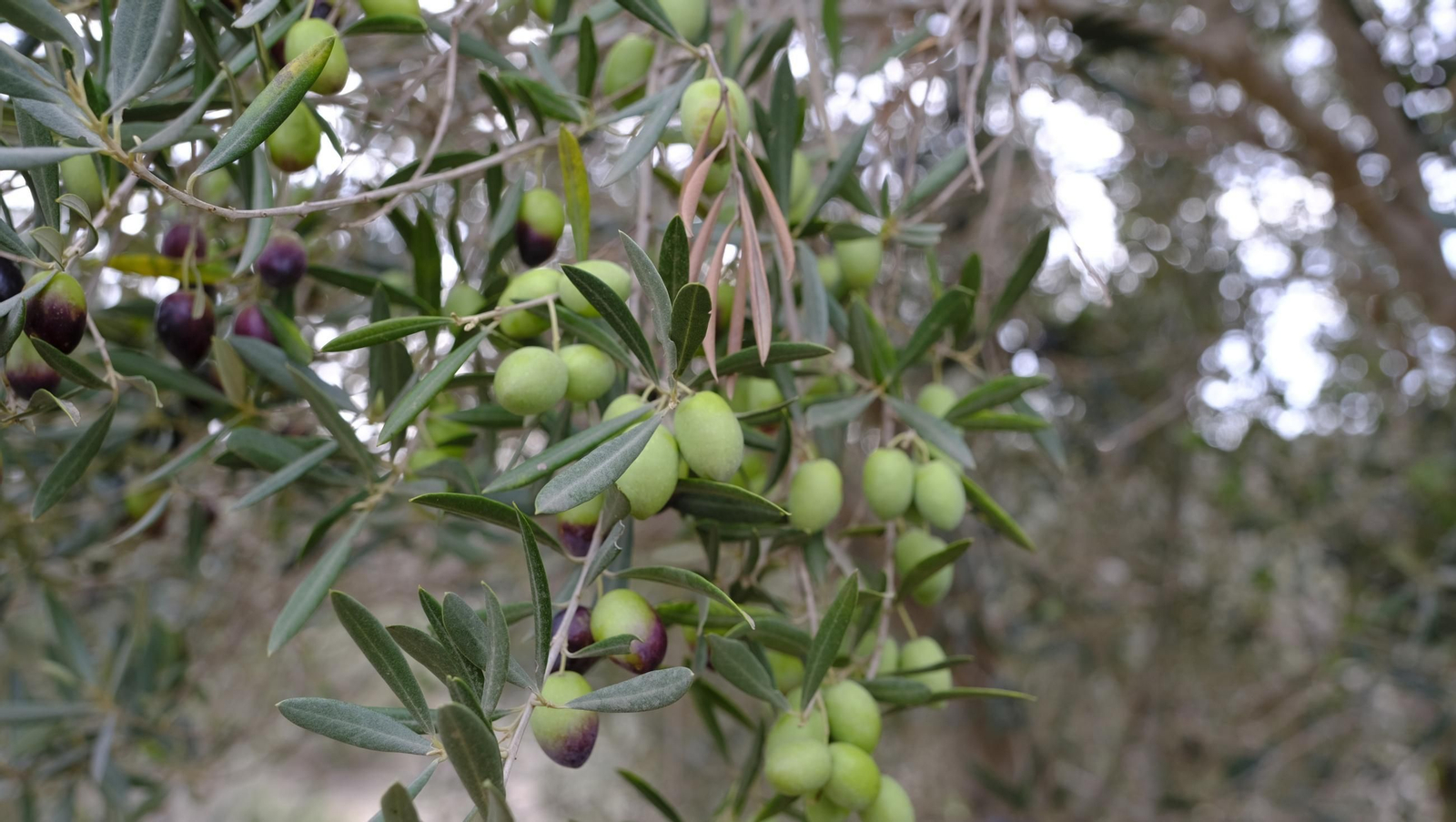 Época de recogida de aceitunas, en imágenes