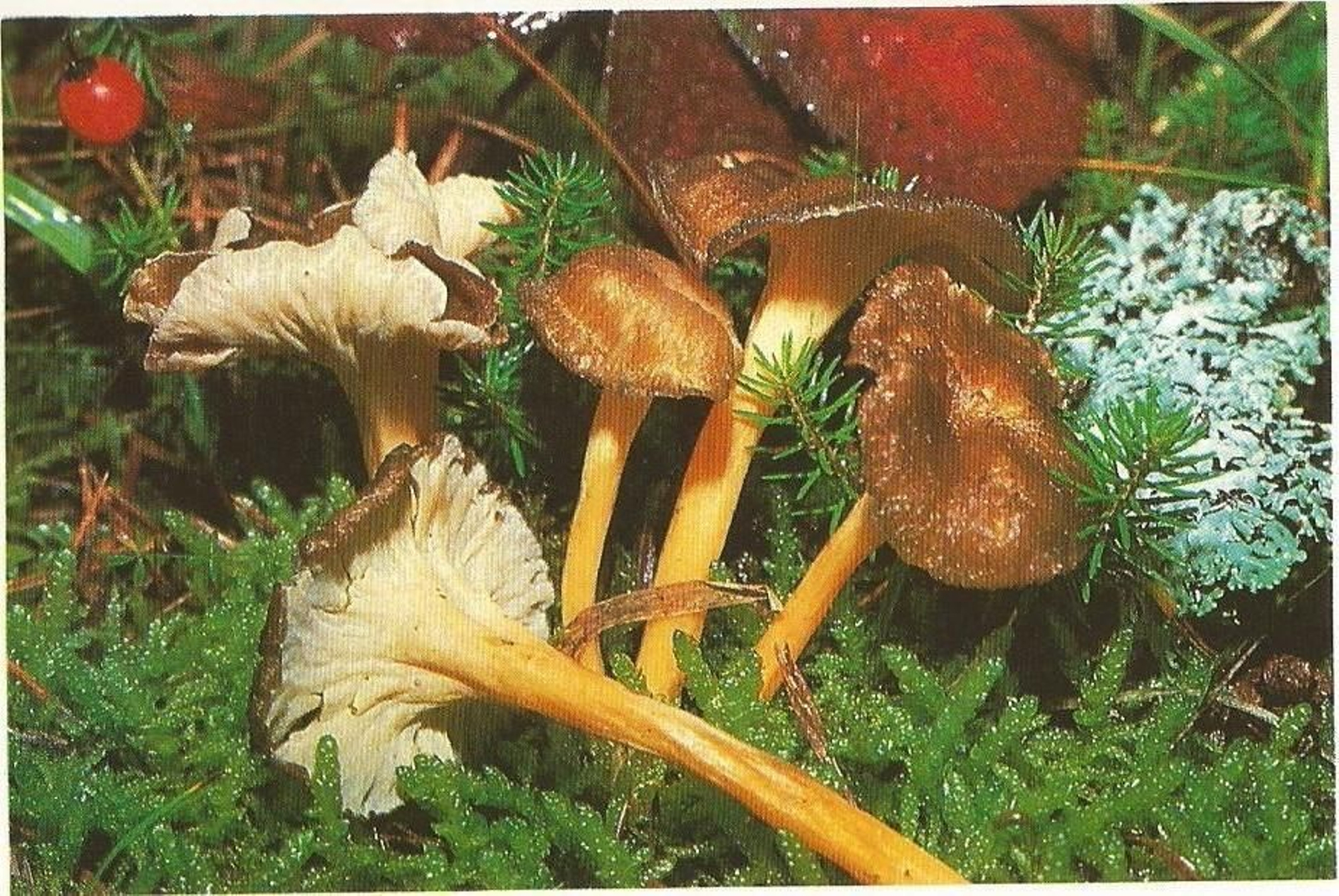 Trompetas amarillas: Cantharellus lutescens
