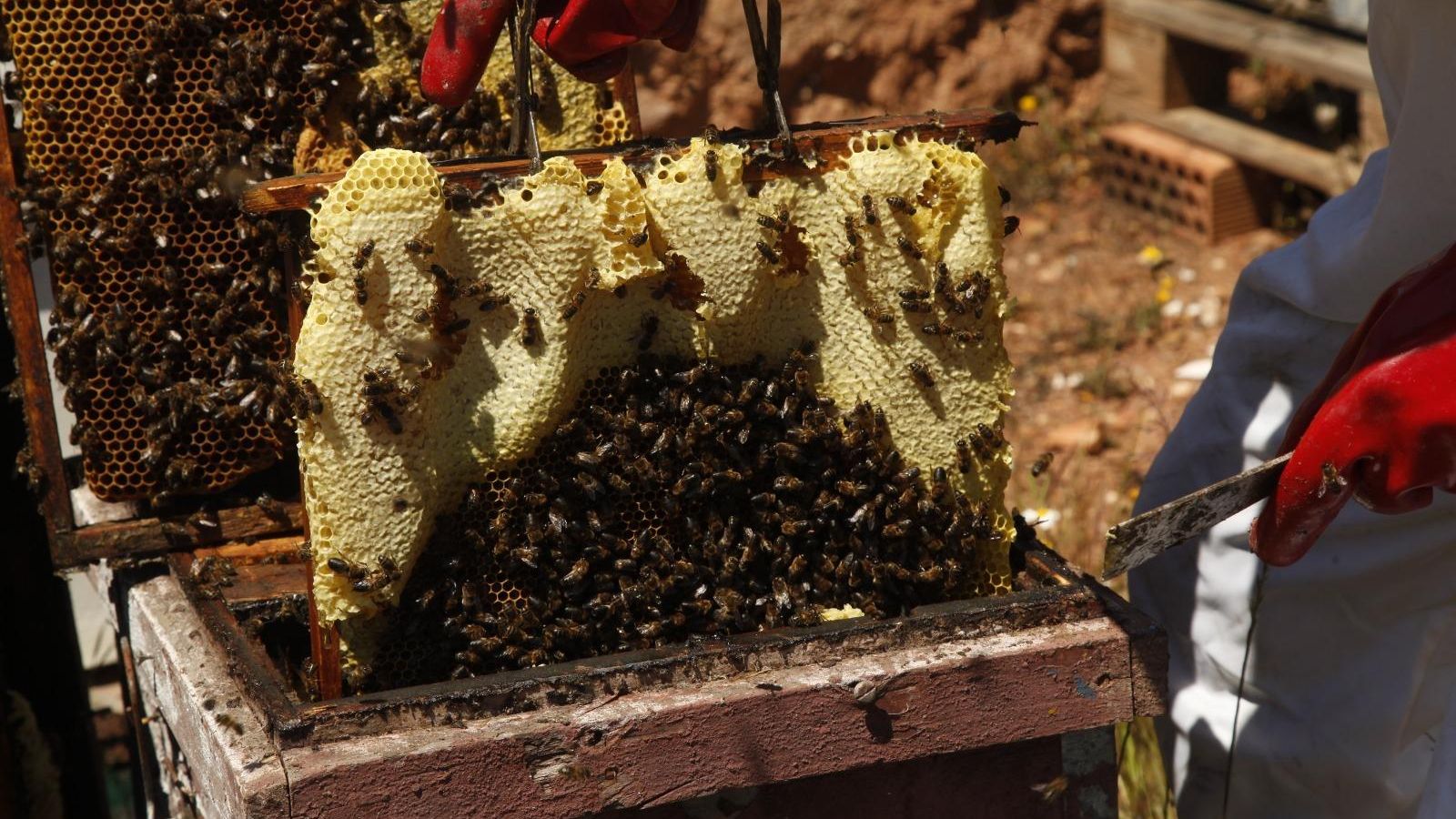 Abejas en un panal. Abejas en un panal.