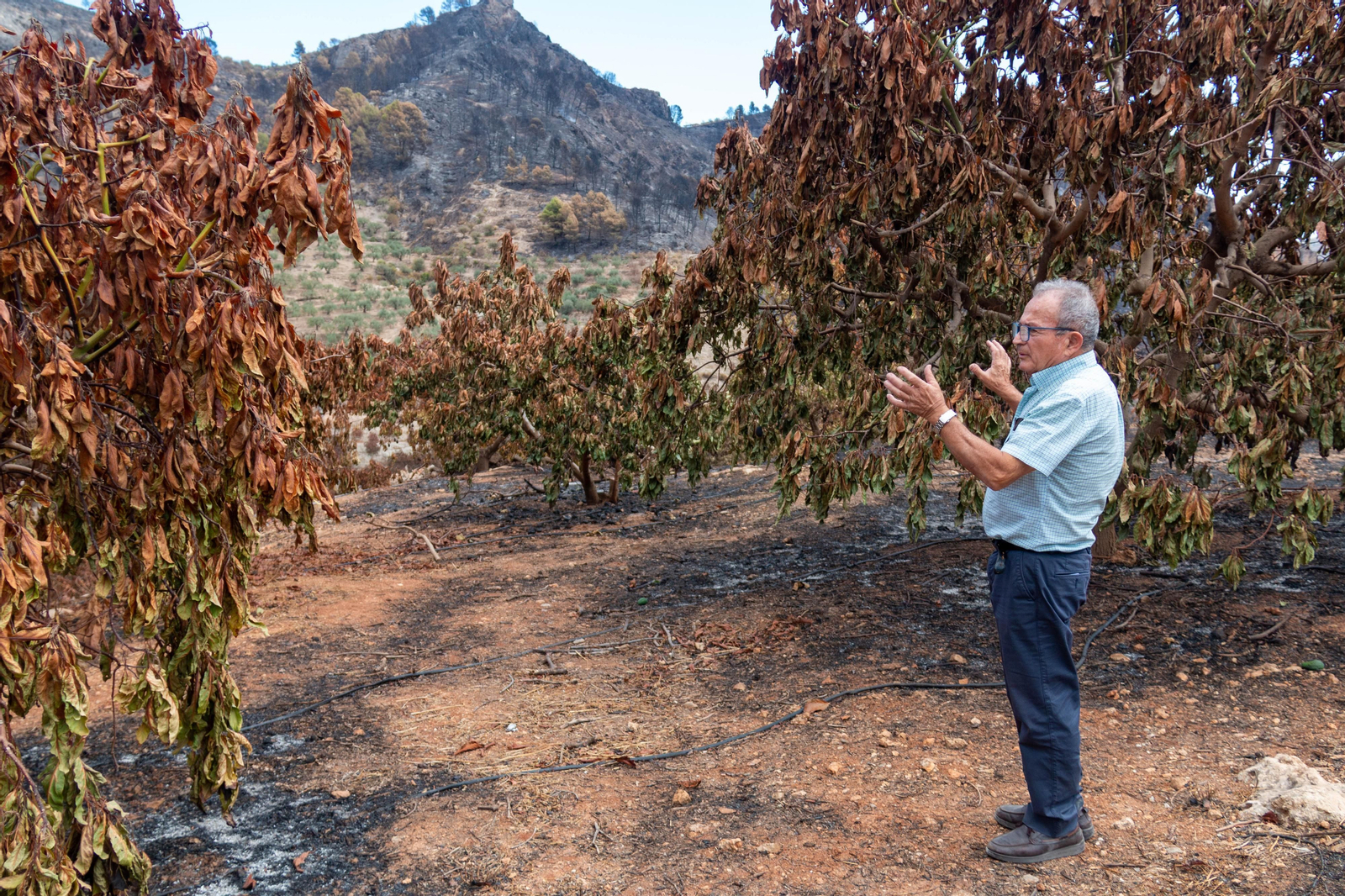 "El valor de lo que se ha quemado es incalculable, ¿quién le pone precio a un aguacate de más de 30 años?"