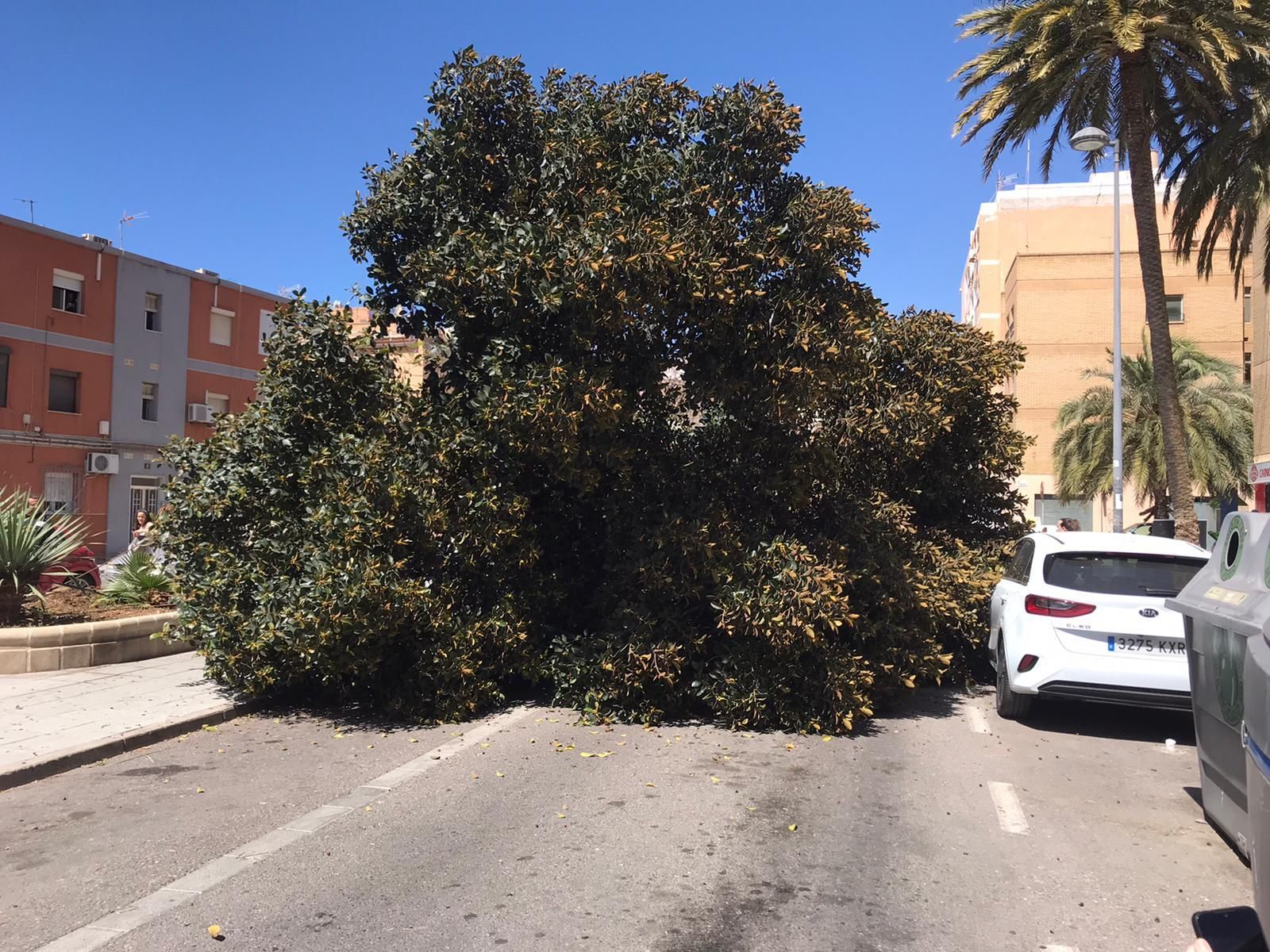 El viento derriba un árbol sobre un coche en El Zapillo