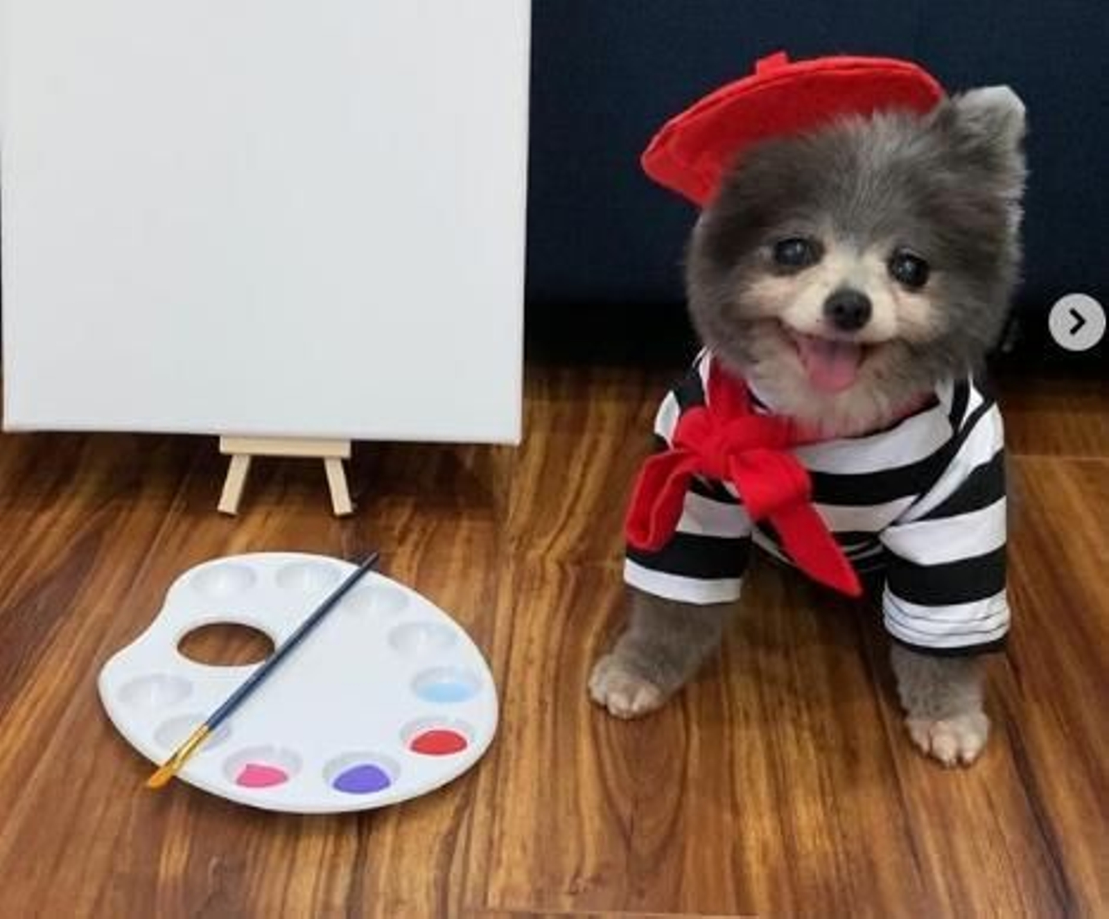 Un perro enfermo de la raza pomerania pinta cuadros para pagar una operación