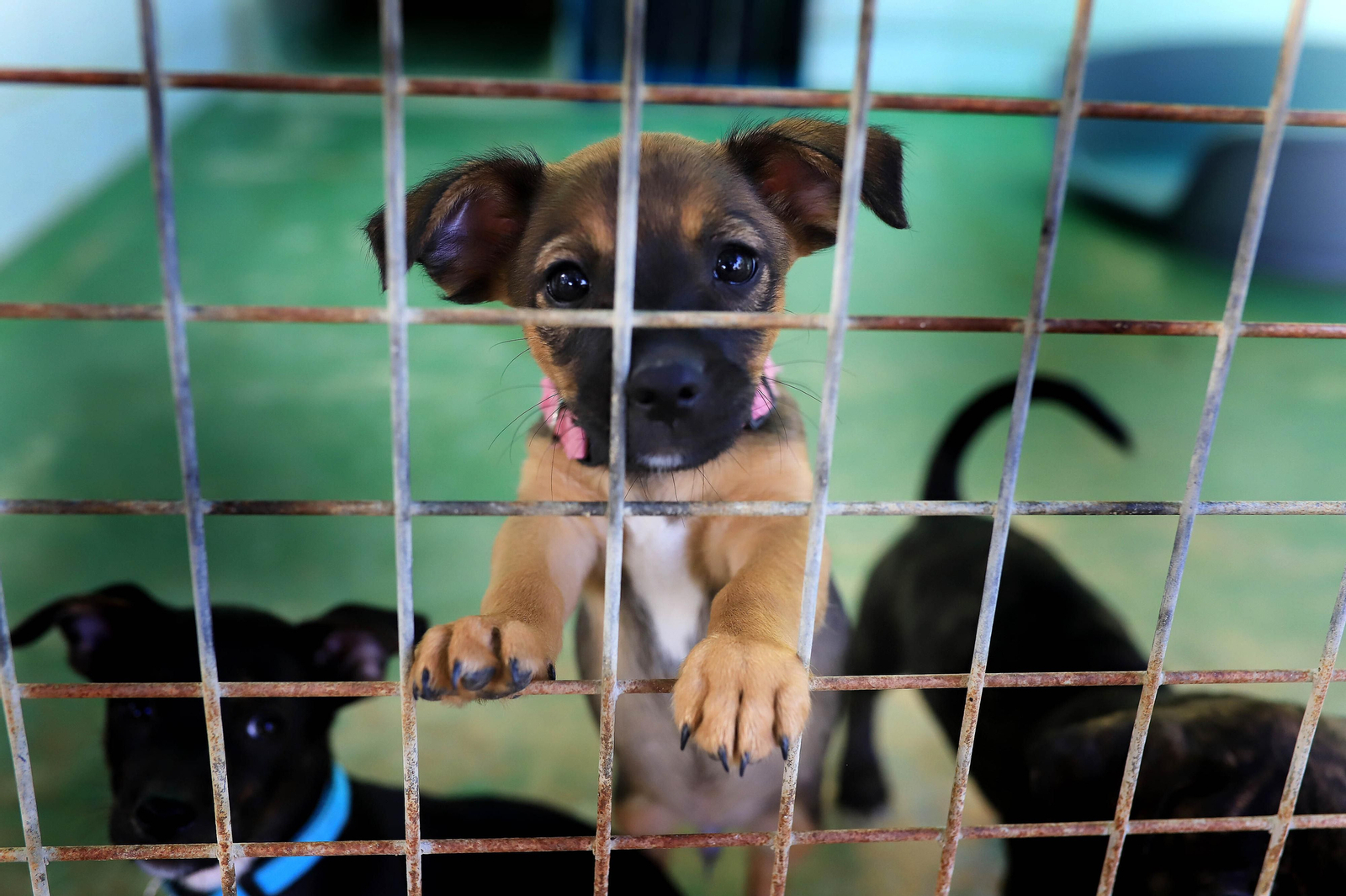 La protectora 'No me abandones' tiene 80 perros wue buscan un hogar