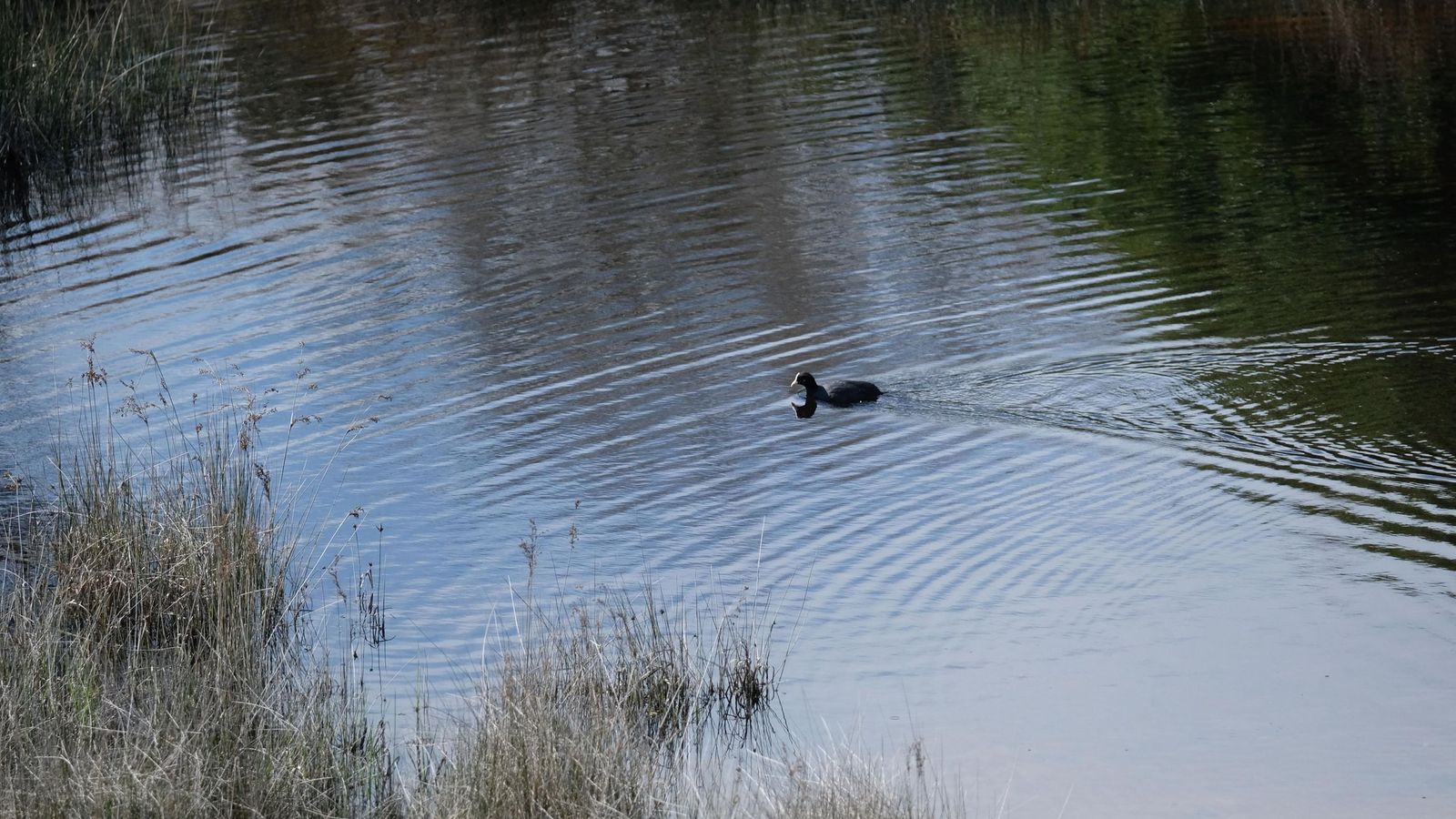 Anátidas en las lagunas cercanas al centro de visitantes.
