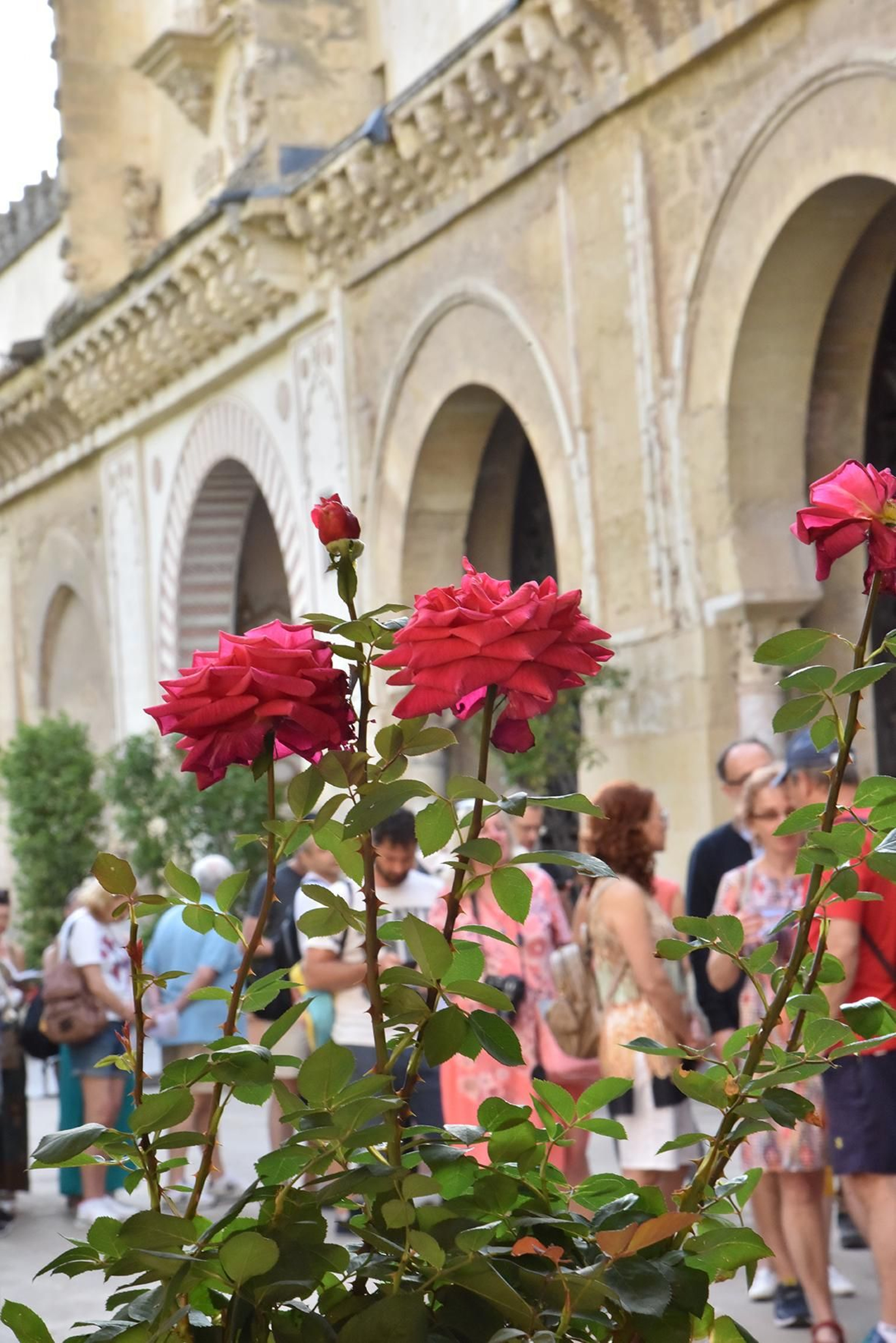 La nueva ornamentación floral del Patio de los Naranjos de la Mezquita de Córdoba, en imágenes
