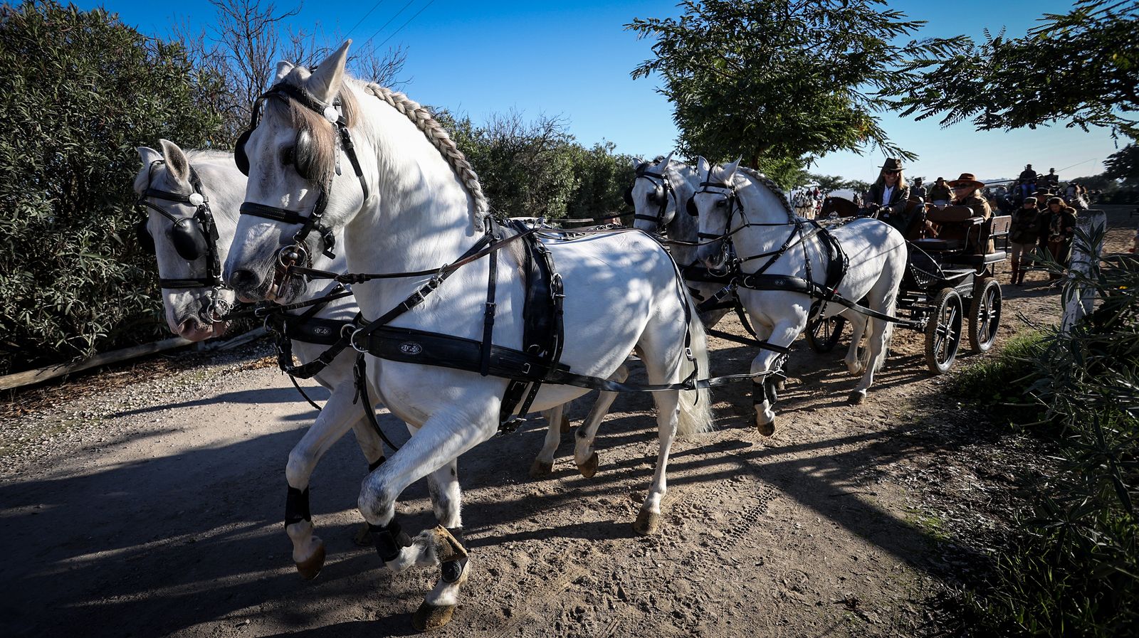 I Ruta de Carruajes Viñas de Jerez