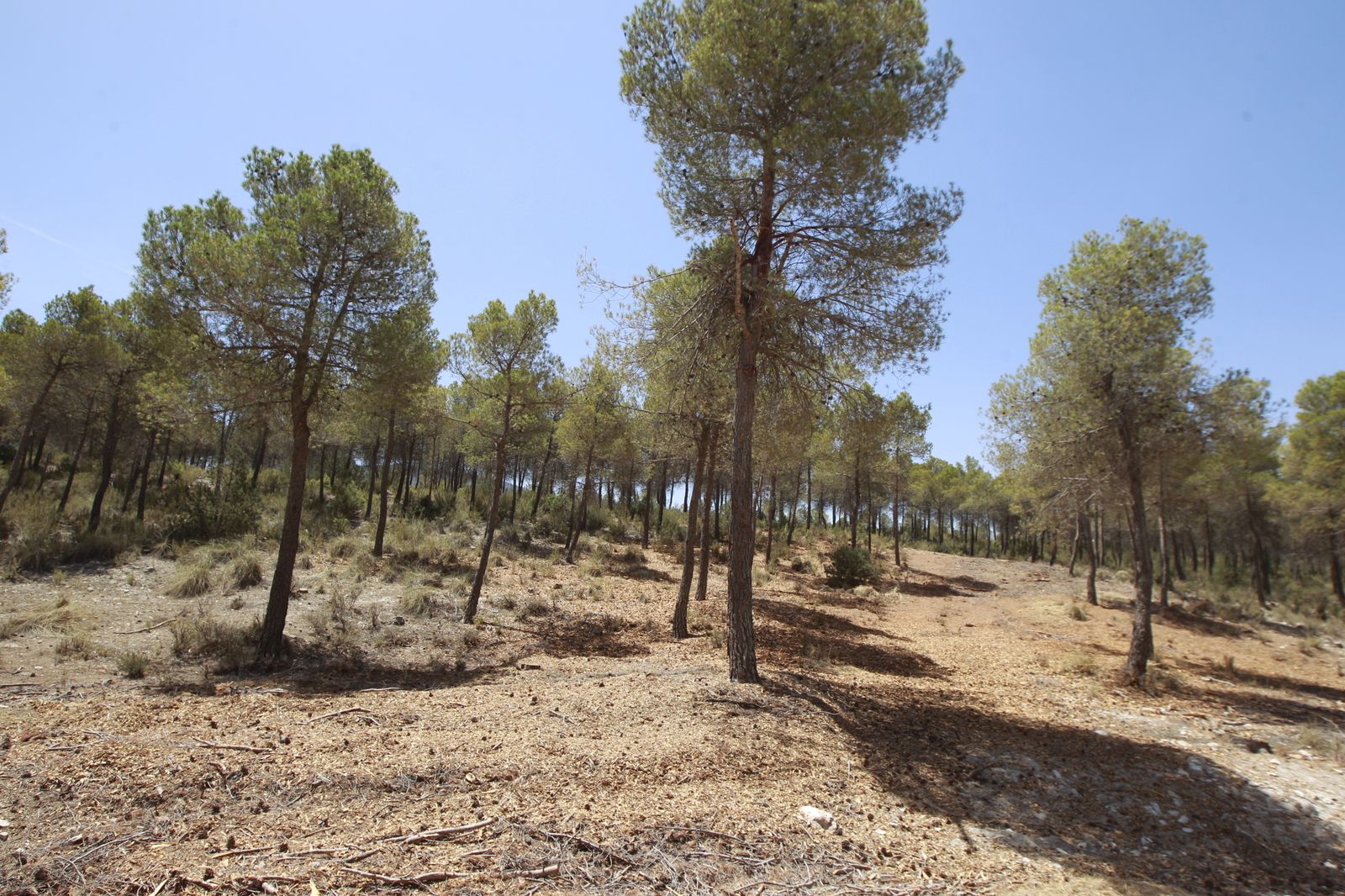 Imágenes de la sequía que golpea con dureza la producción de cereal en Los Vélez