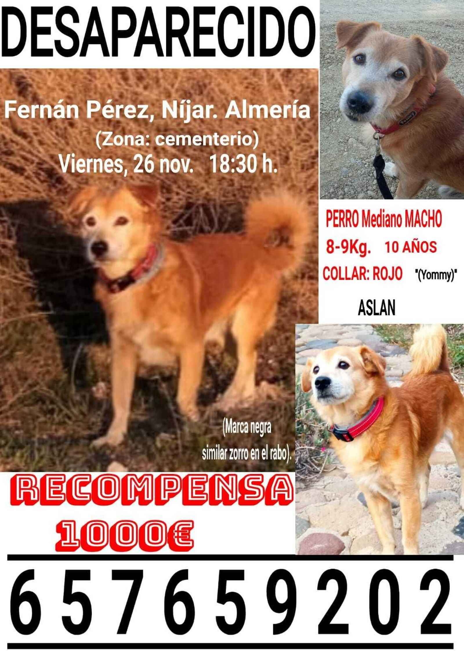 Oleada de desapariciones de perros en Níjar