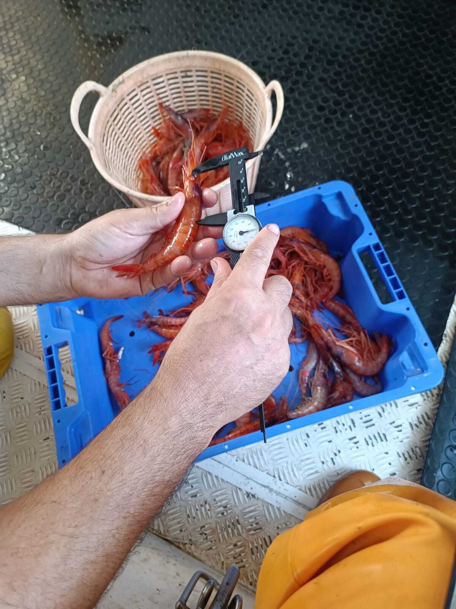 Pesado de la gamba roja.