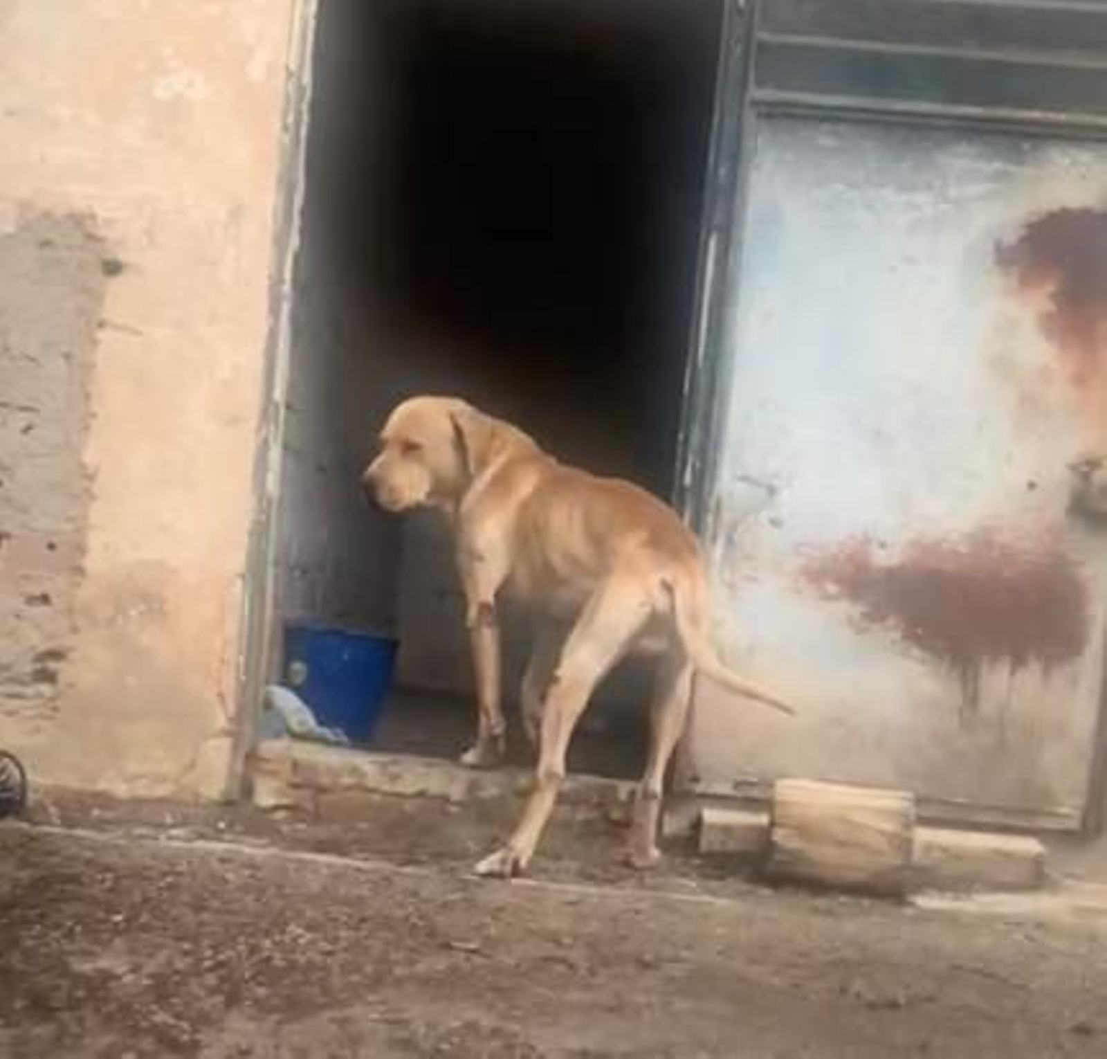 Teddy, el perro maltratado