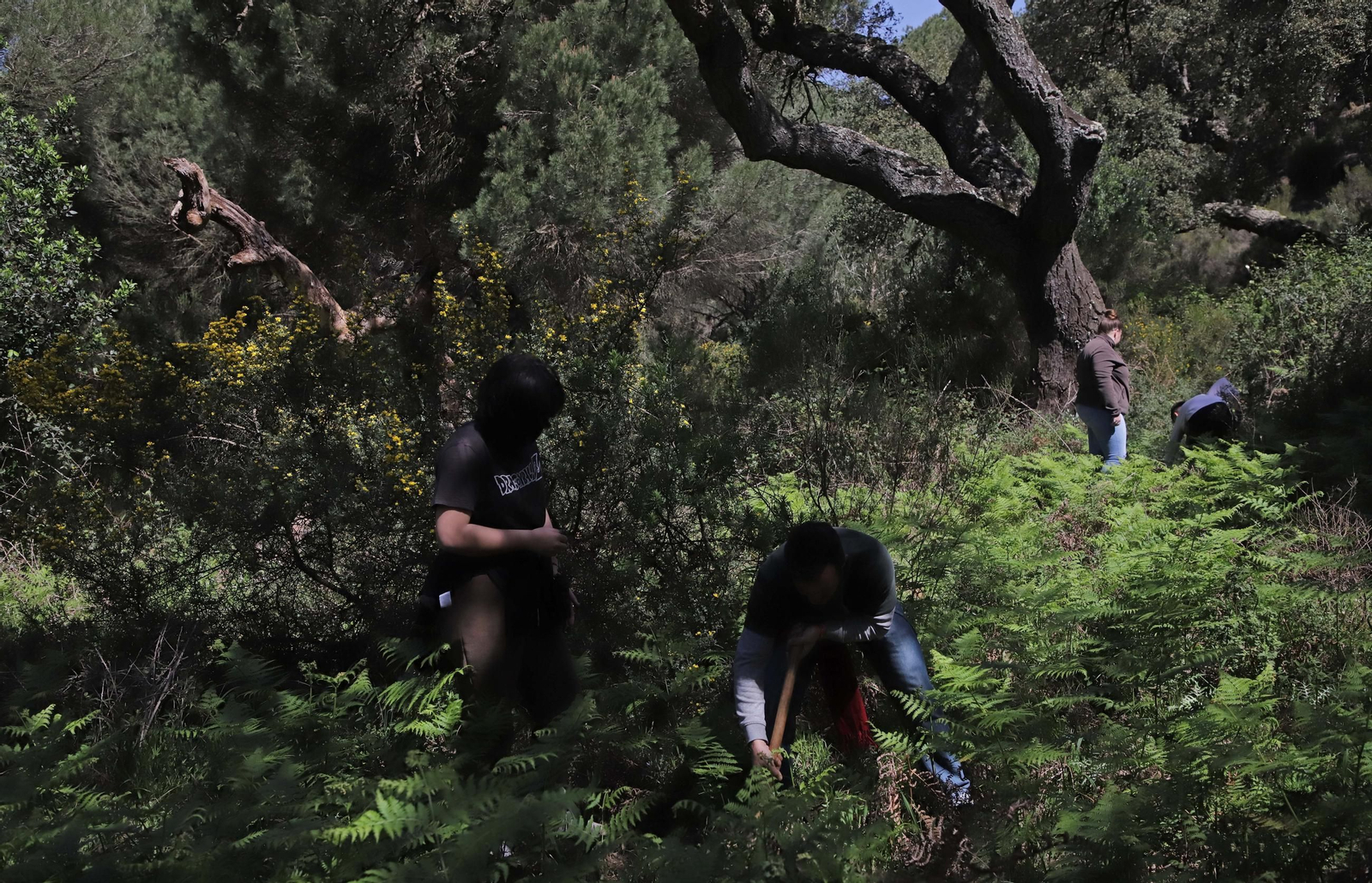 Fotografías de la plantación del programa 'Reverdece' de Acerinox Fotografías de la plantación del programa 'Reverdece' de Acerinox