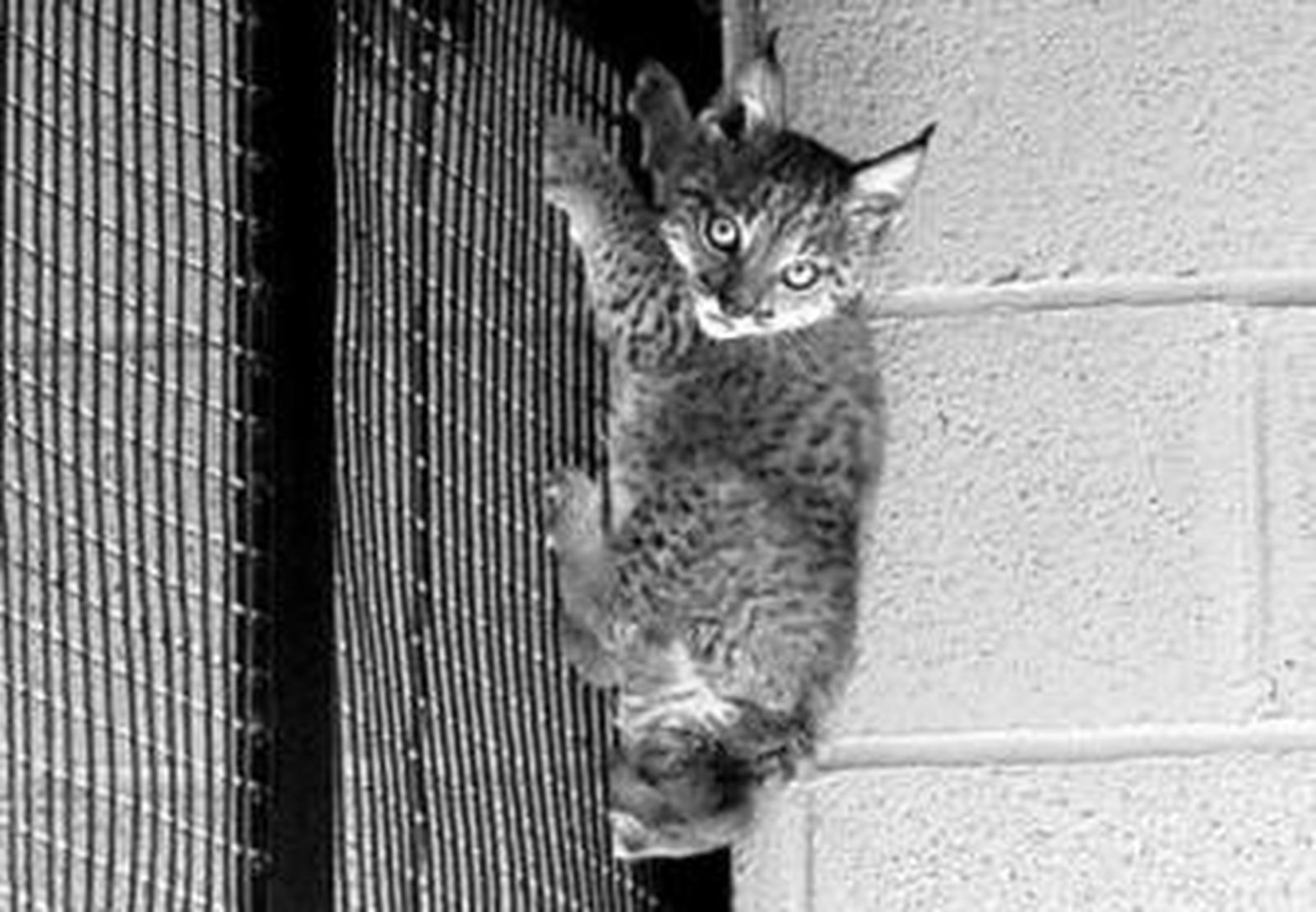 Esparto, la cría de lince, encaramado en la verja de su jaula.