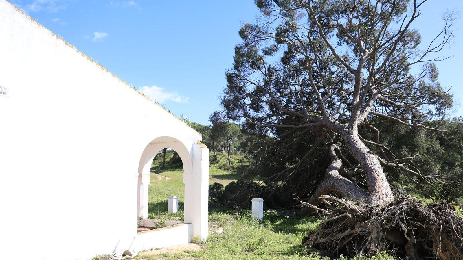 El delicado estado del pino de Fuentepiña de Moguer tras el temporal.