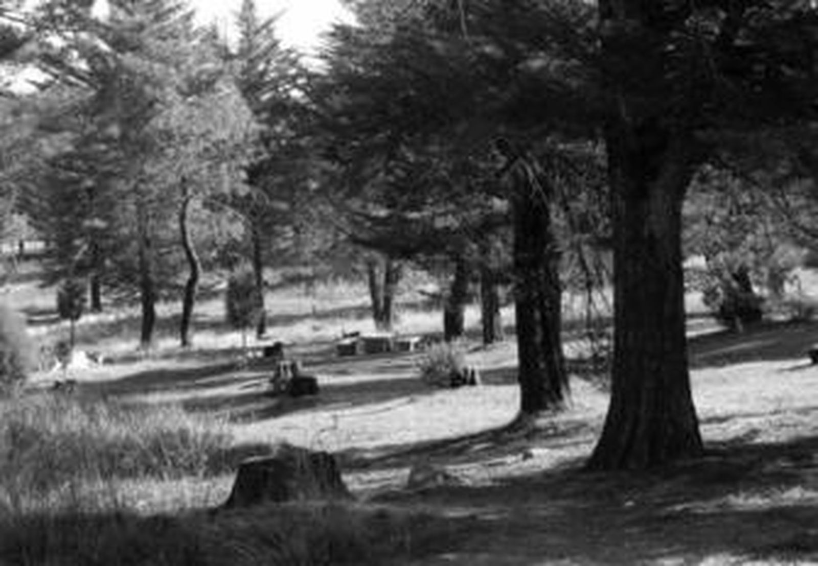 El parque de Los Cipreses es una amplia zona verde del término municipal de El Campillo