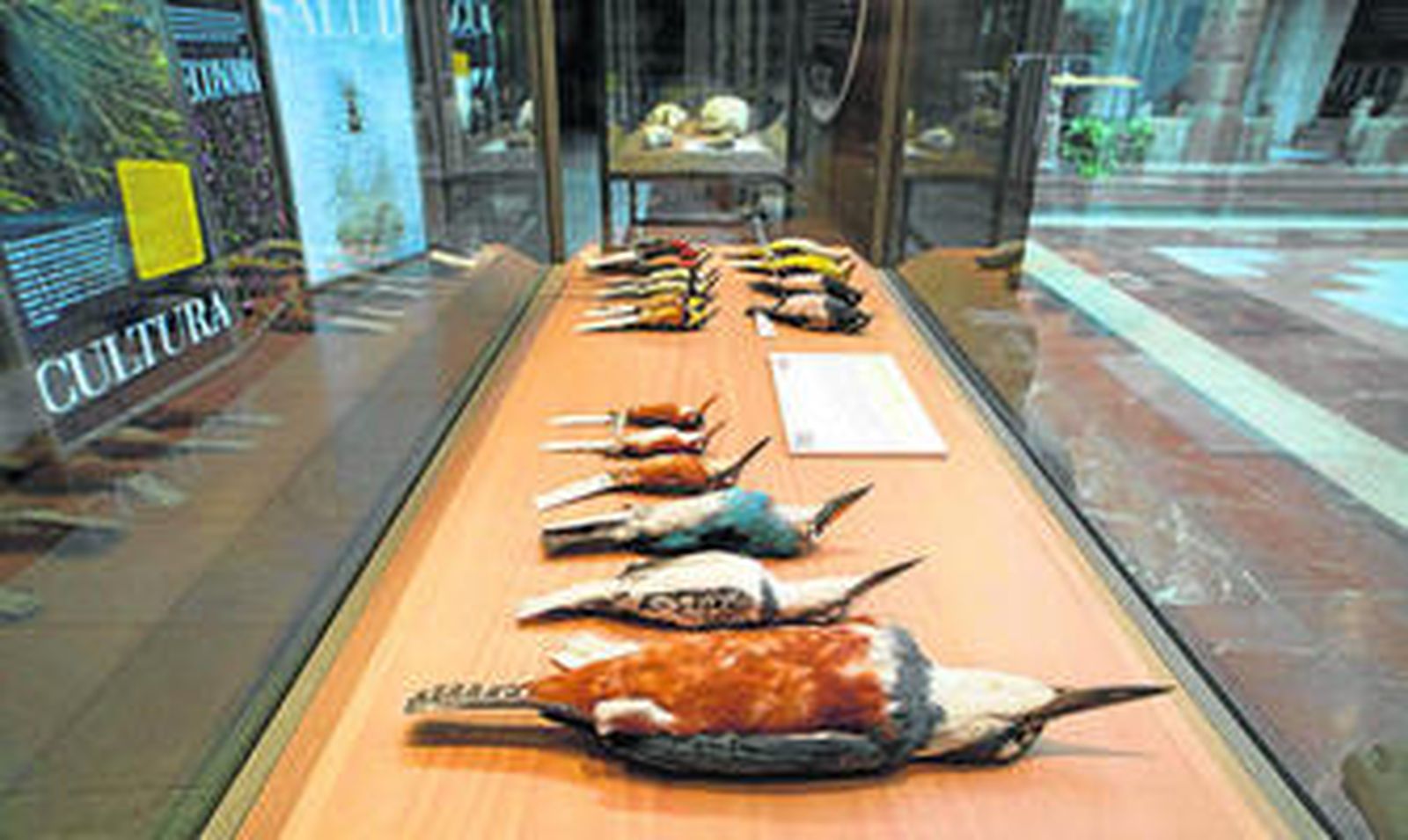 Todas las especies de la muestra proceden de la colección de la Estación Biológica de Doñana.