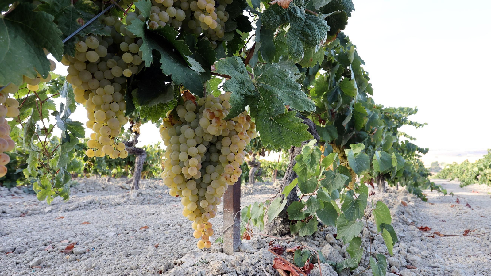 Vendimia de Cayetano del Pino en Jerez