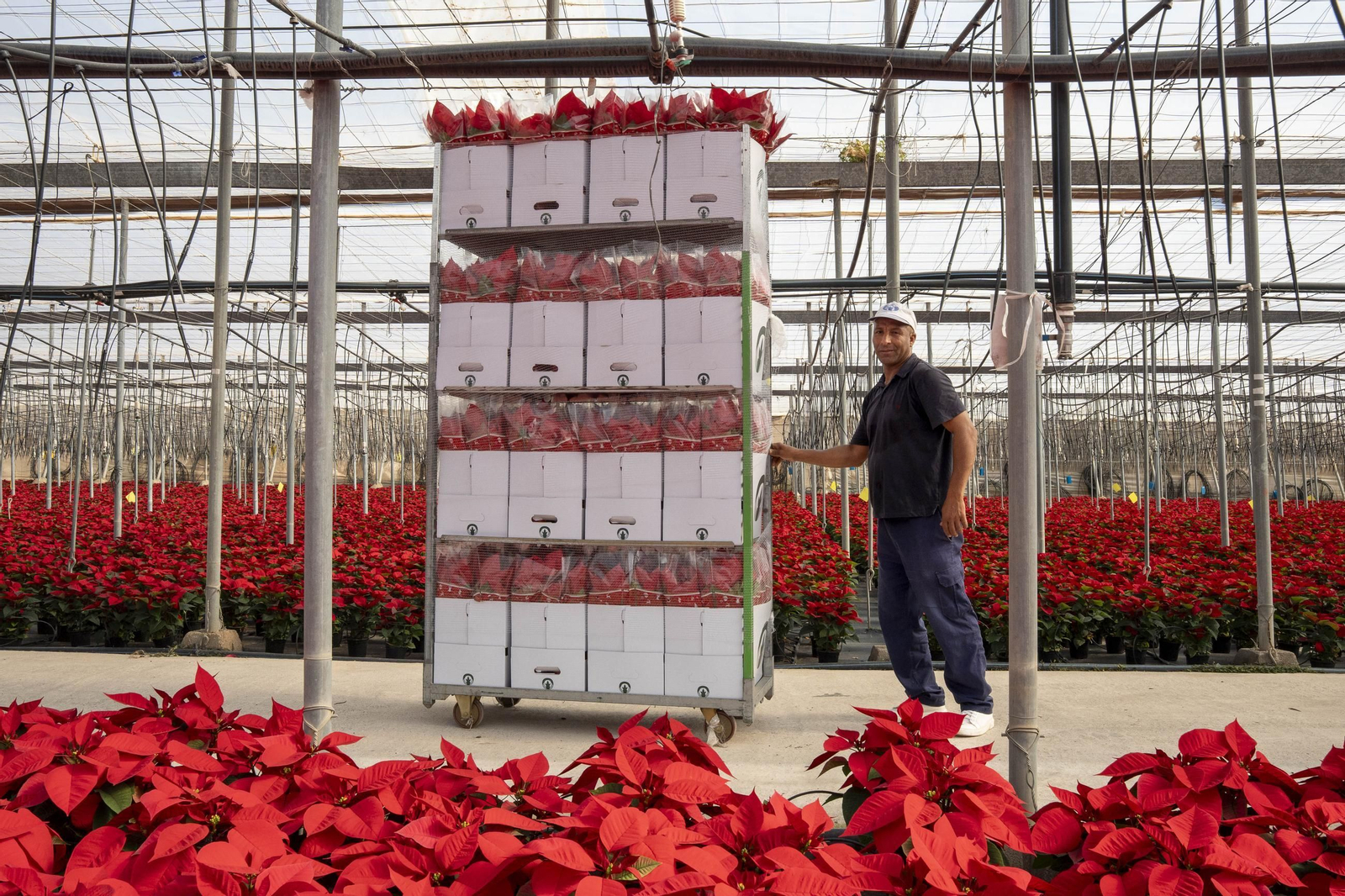 Así son las flores de pascua de SolísPlant, en imágenes