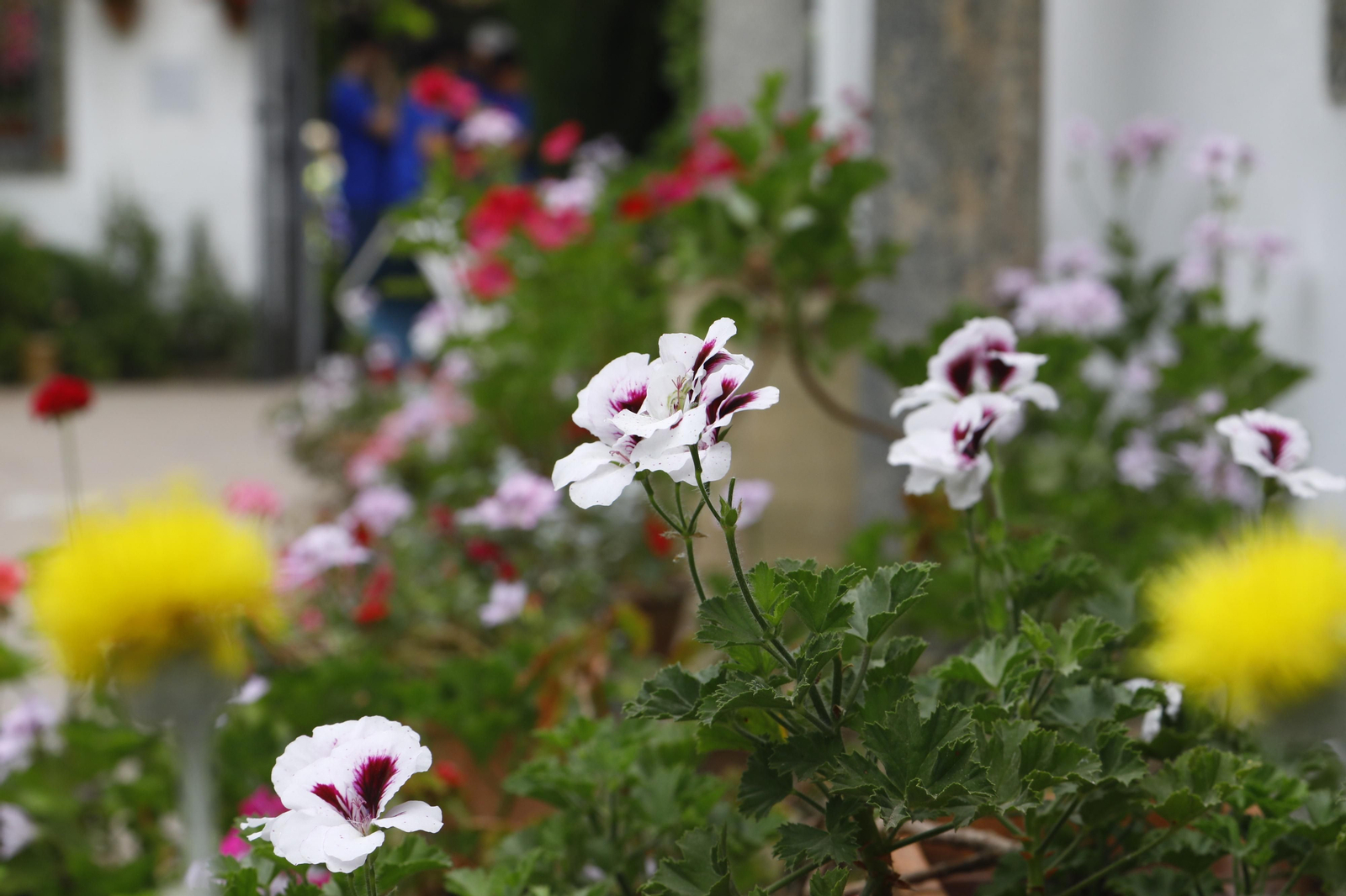 La jornada de puertas abiertas en el Palacio de Viana de Cordoba, en imágenes