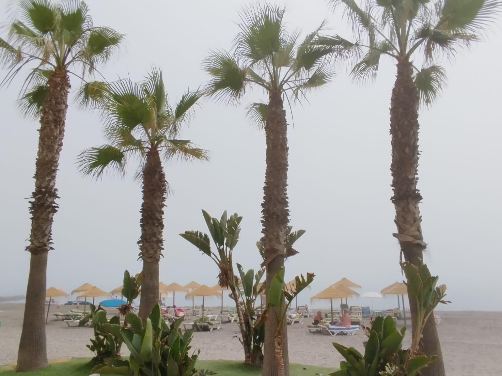 Así llega el taró a Málaga, en imágenes Así llega el taró a Málaga, en imágenes