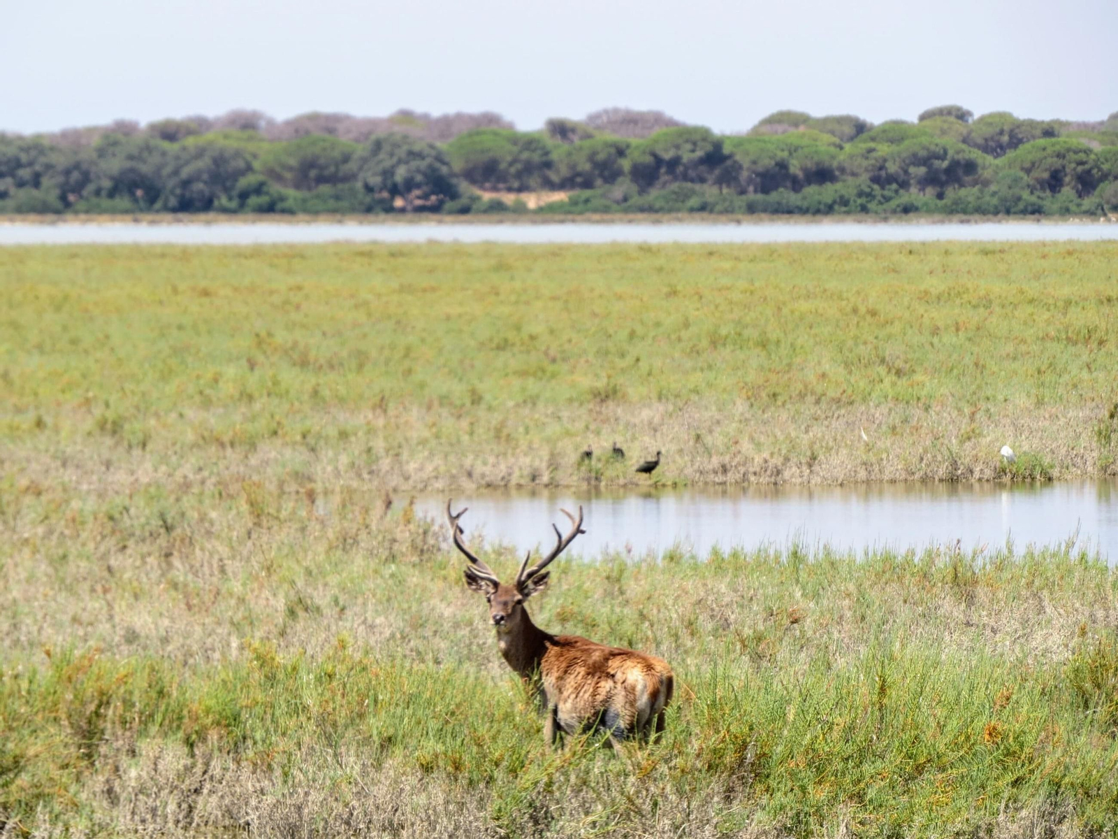 Un ciervo en Doñana