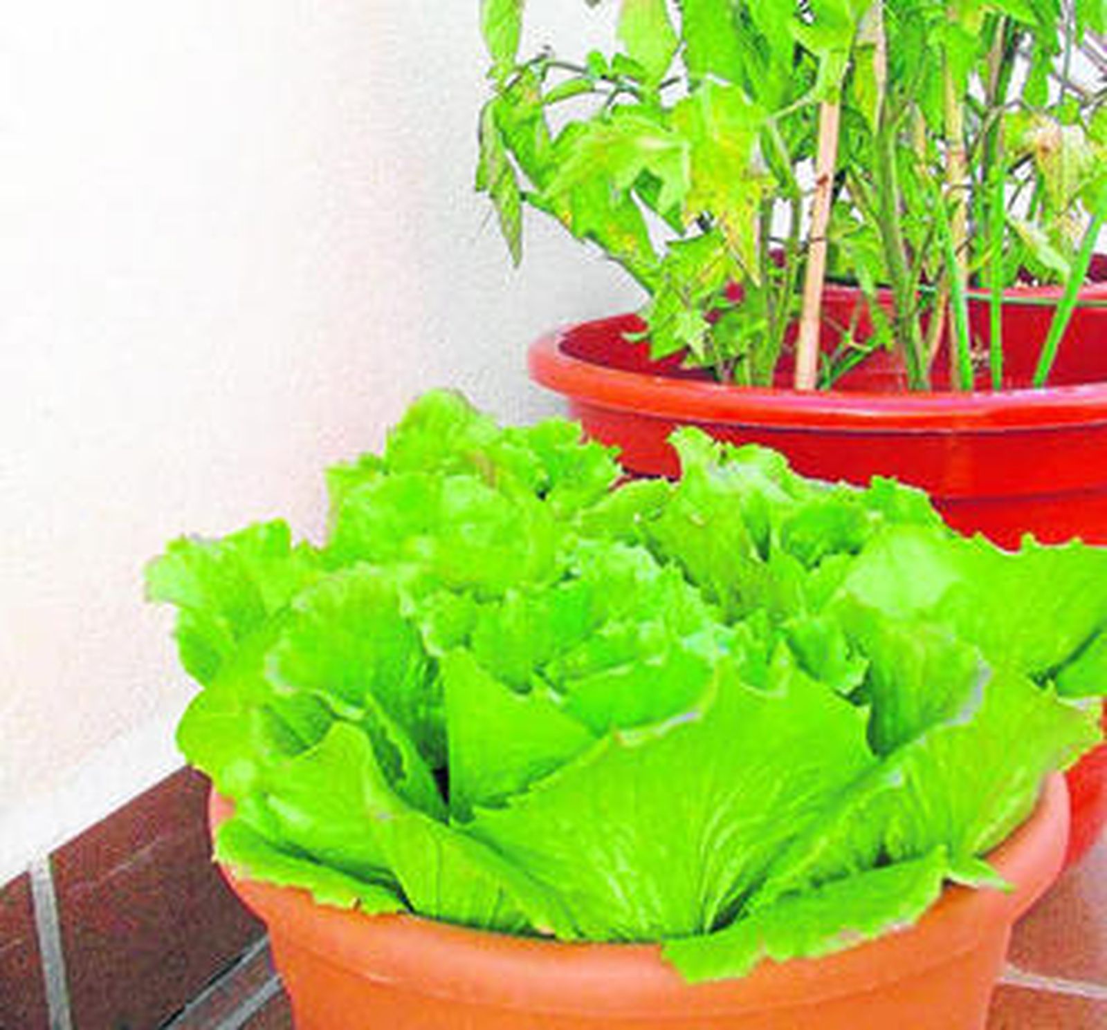 Las lechugas 'de macetero' tienen un sabor y un olor auténticos.