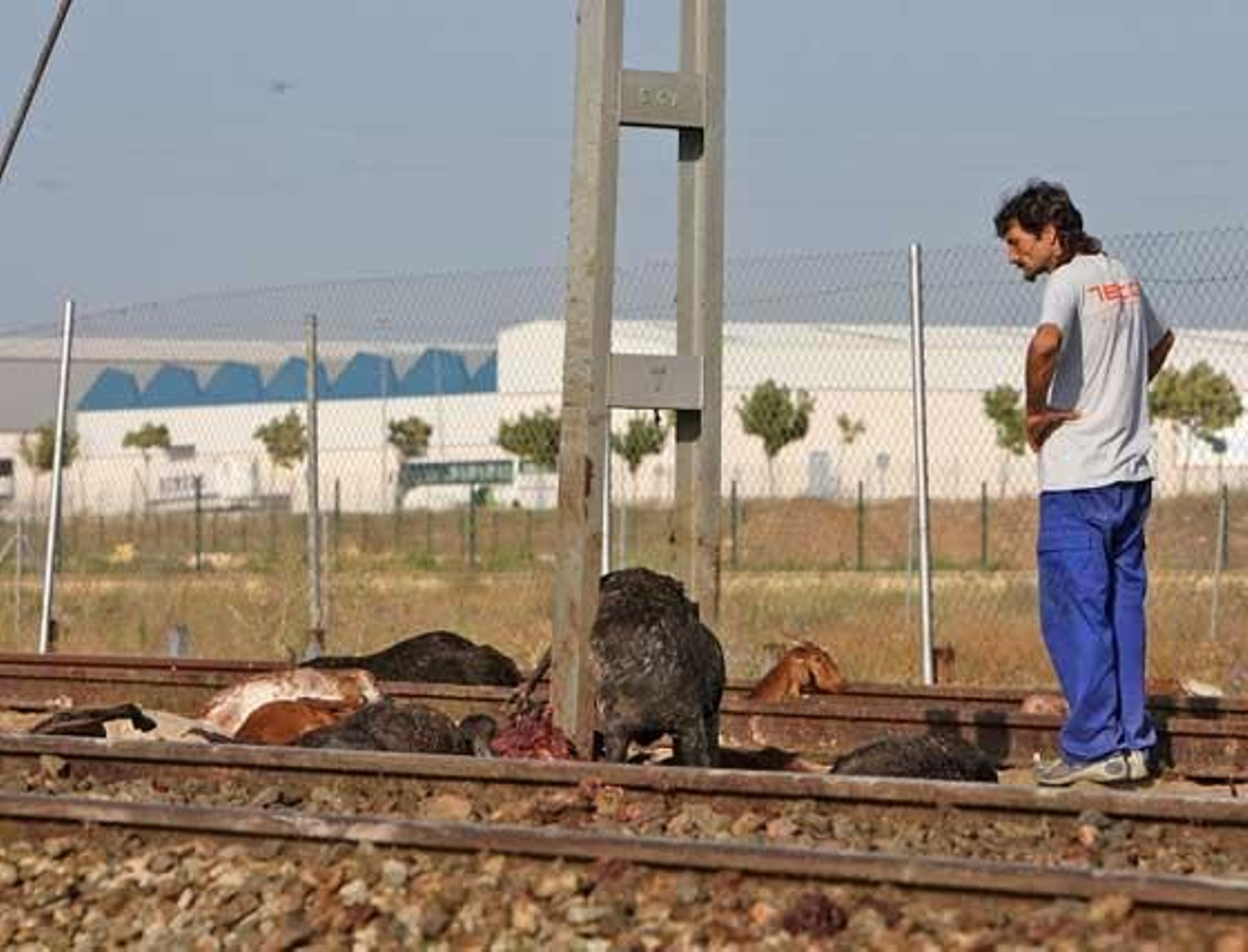 Un descuido del pastor pudo desencadenar el suceso

Foto: Juan Carlos Toro