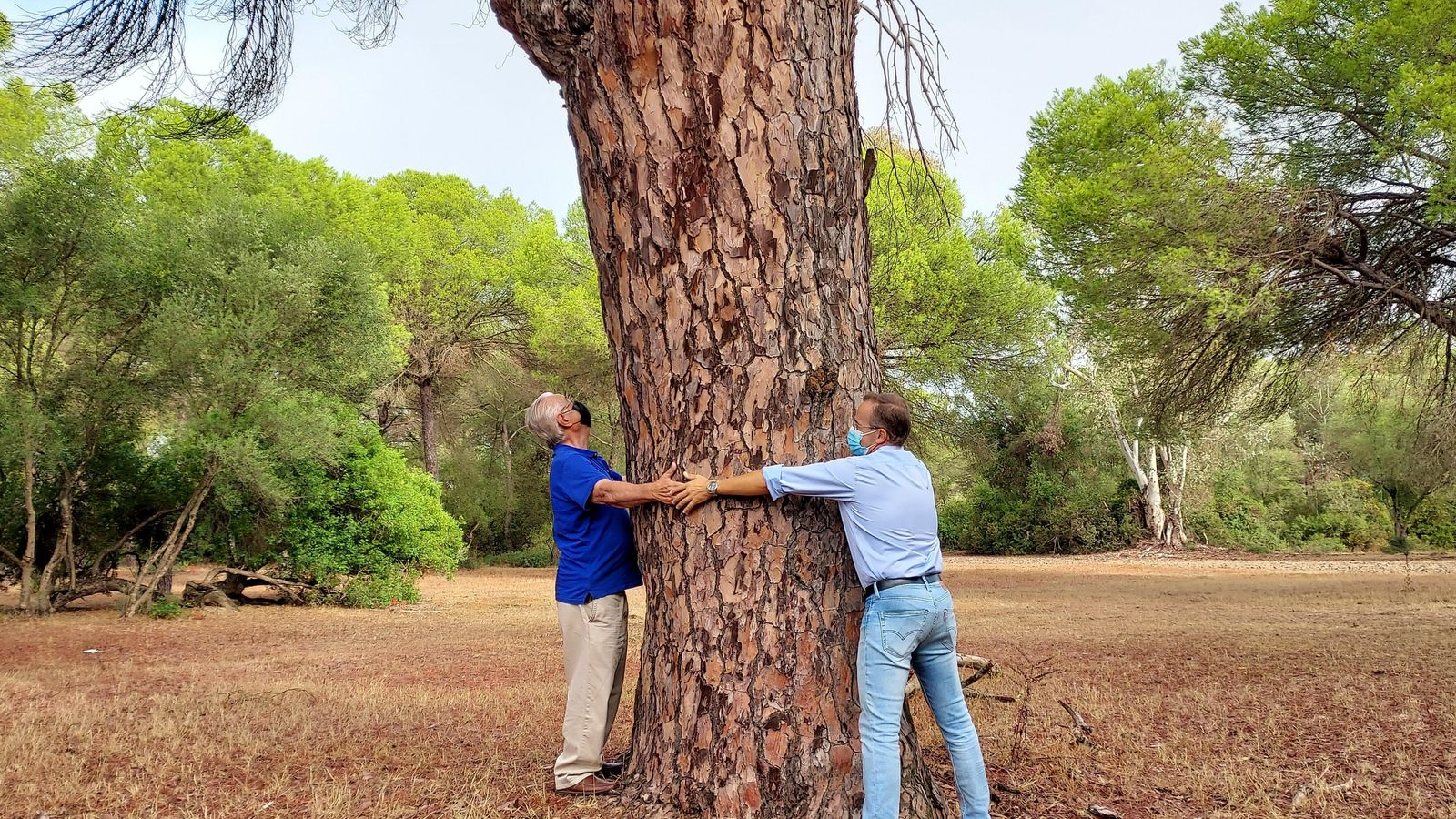 Rafael Álvarez y Miguel A. Curiel tratan de rodear el tronco del pino durante su última visita.