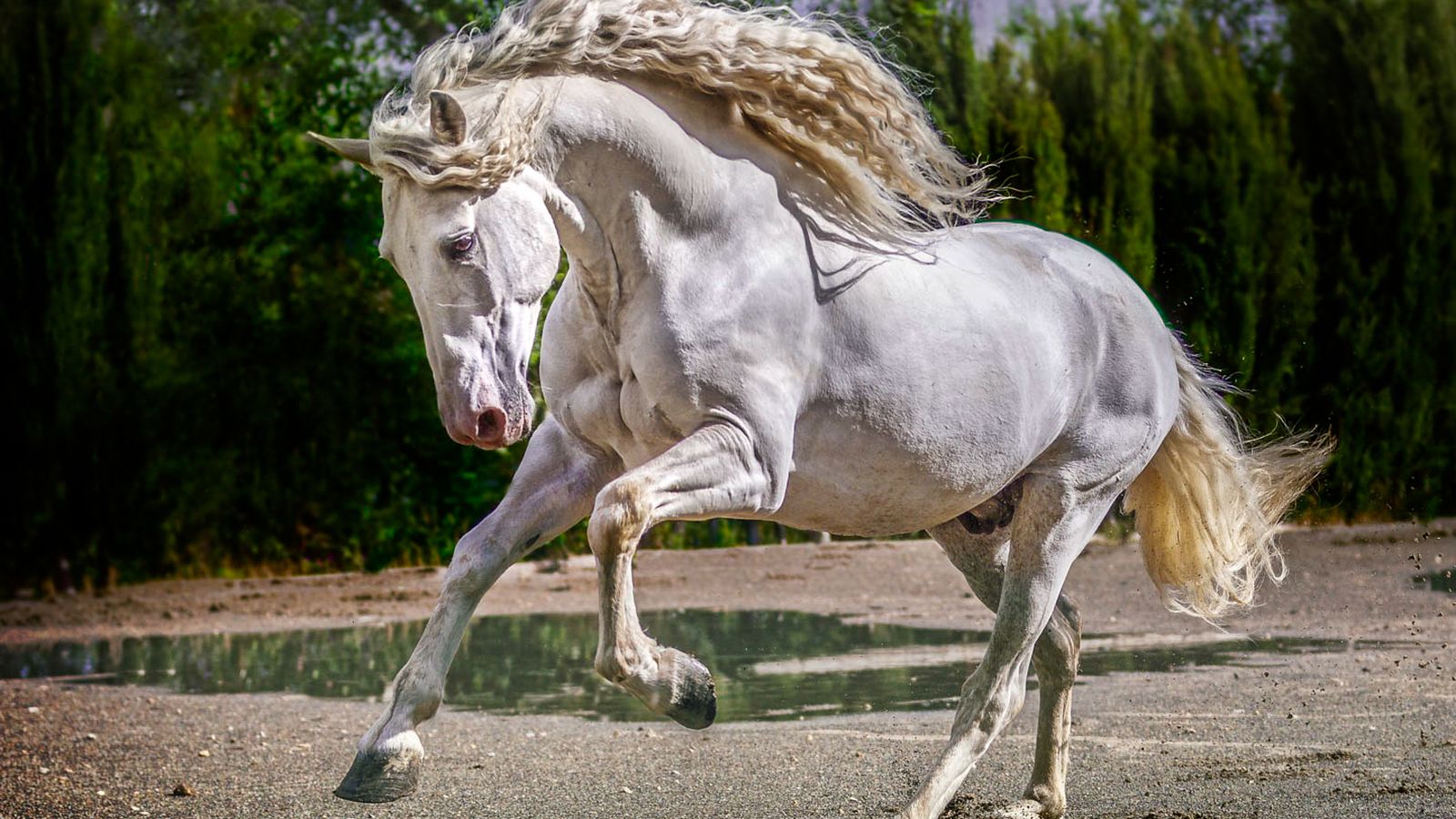 Semental 'Argentino XXV'.