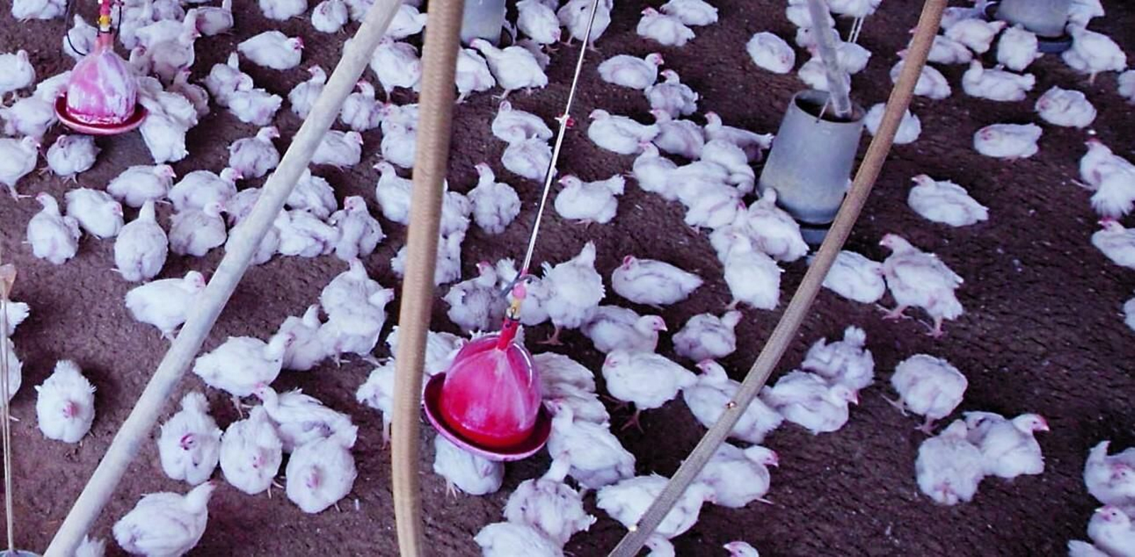 Imagen de archivo de una granja de pollos