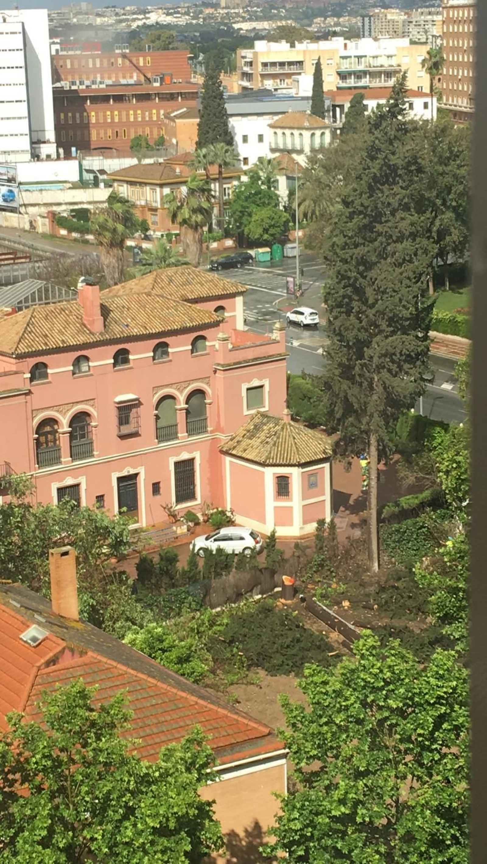 Vista de uno de los cipreses cortados en la parcela donde se proyecta el futuro tanatorio de Manuel Siurot.